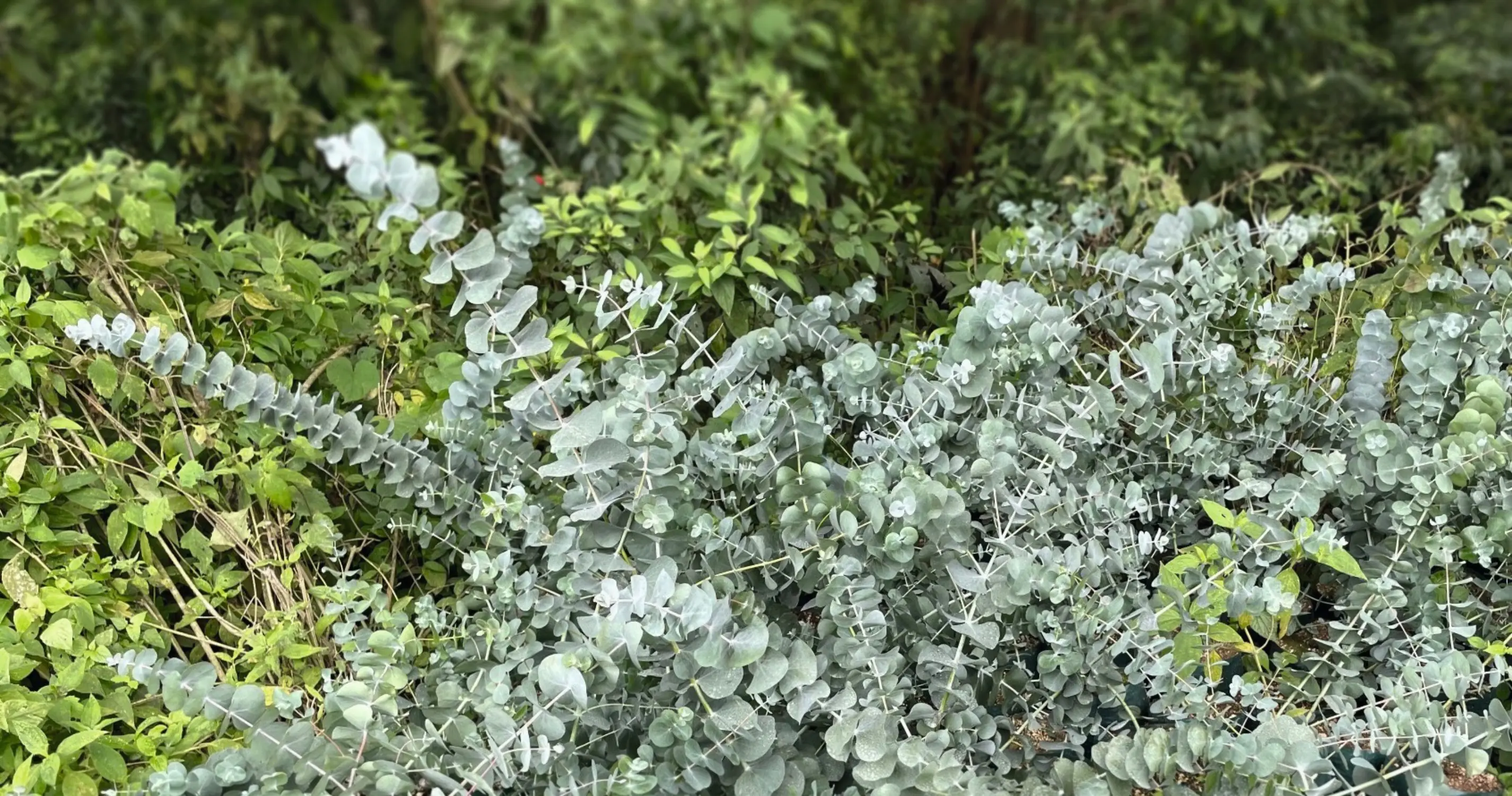 Eukalyptus Silver Dollar 5 L Container