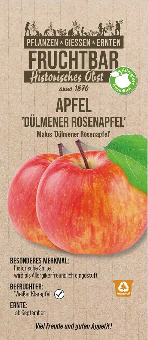 Historische Bio Obstbäume  Apfel Dülmener Rosenapfel H 150 cm 29 cm Topf