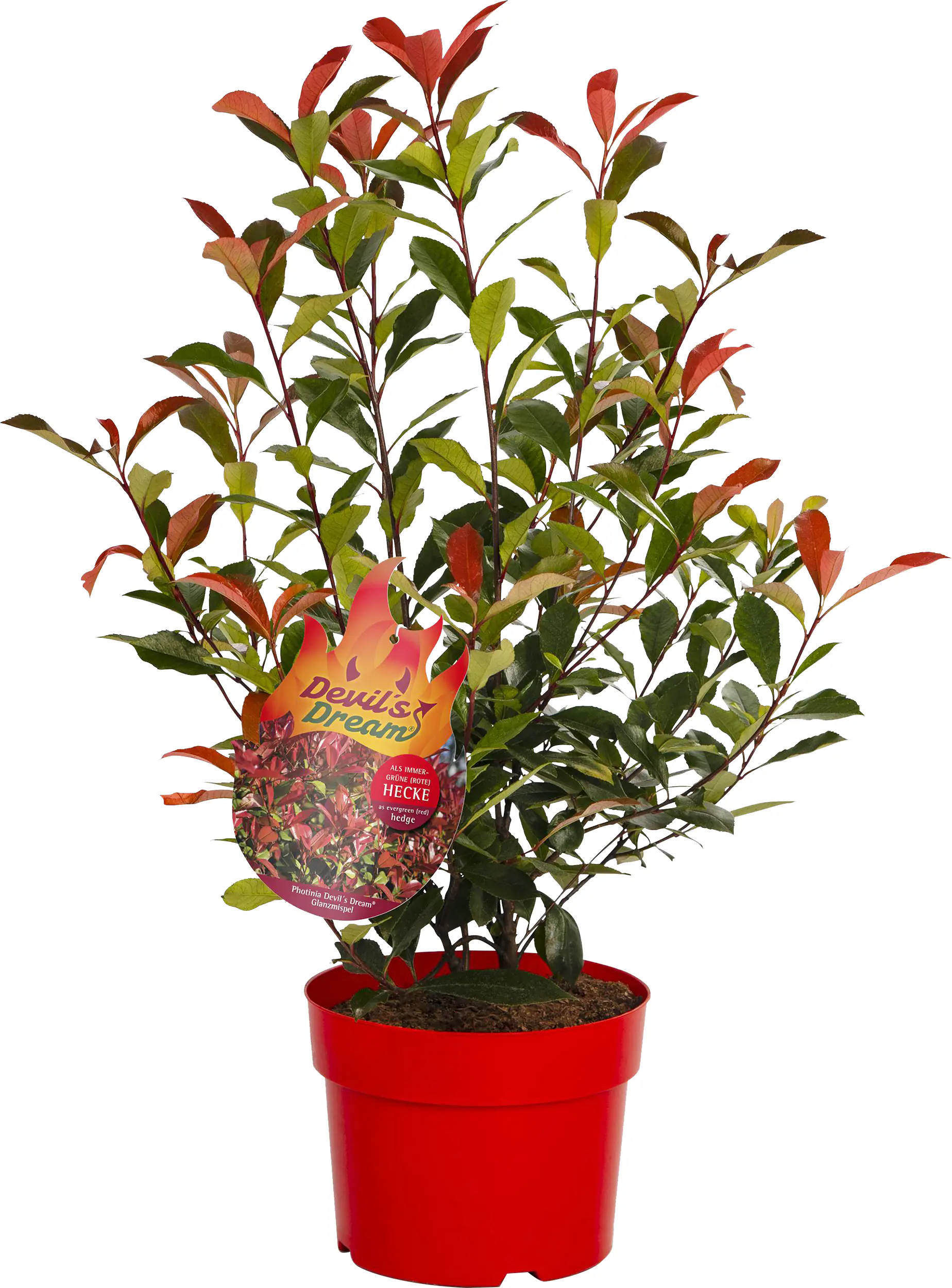 Glanzmispel Photinia Devils Dream H 40 - 60 cm, 4 L Container