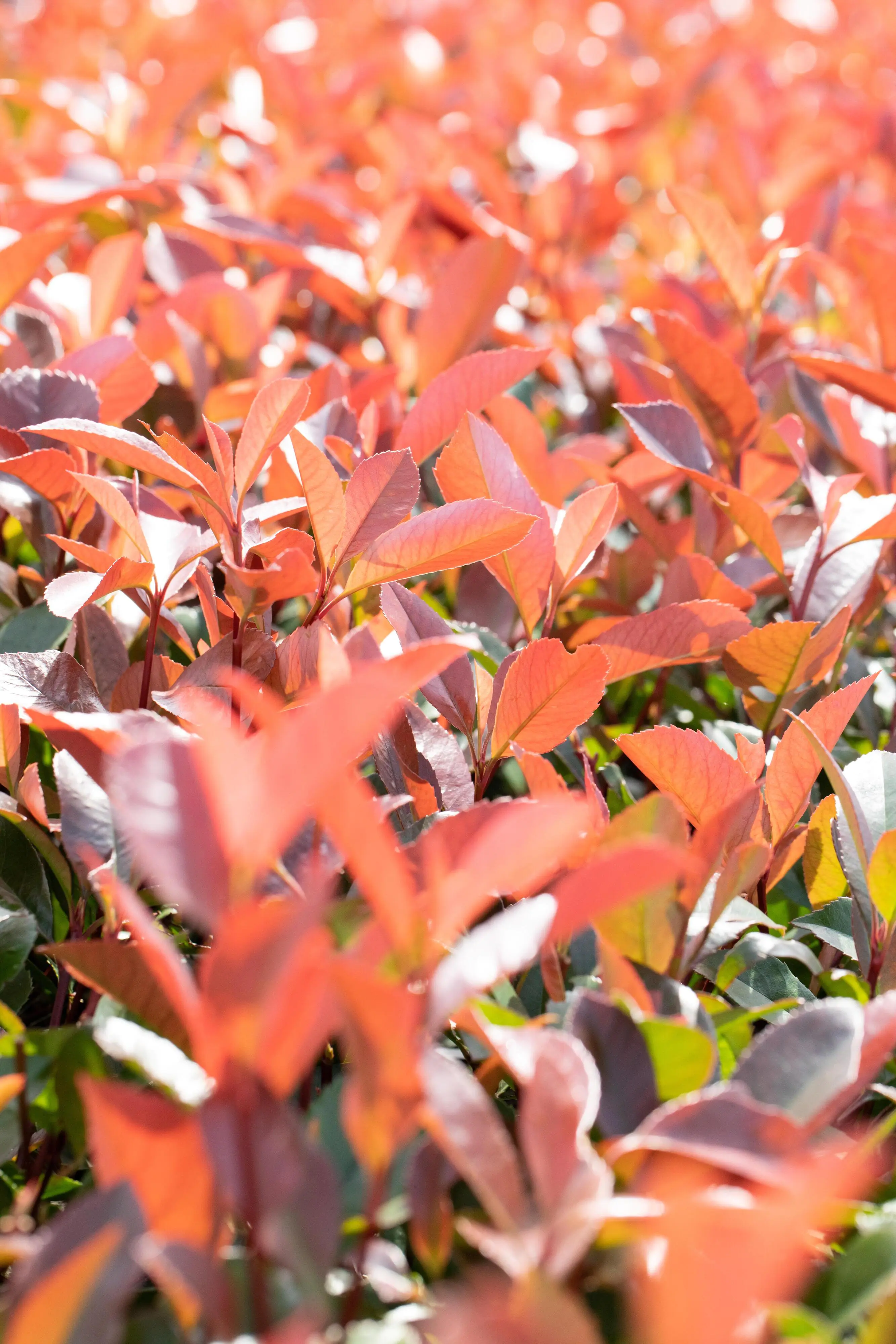 Glanzmispel Photinia fraseri Red Robin H 80 - 100 cm, 25 Stück