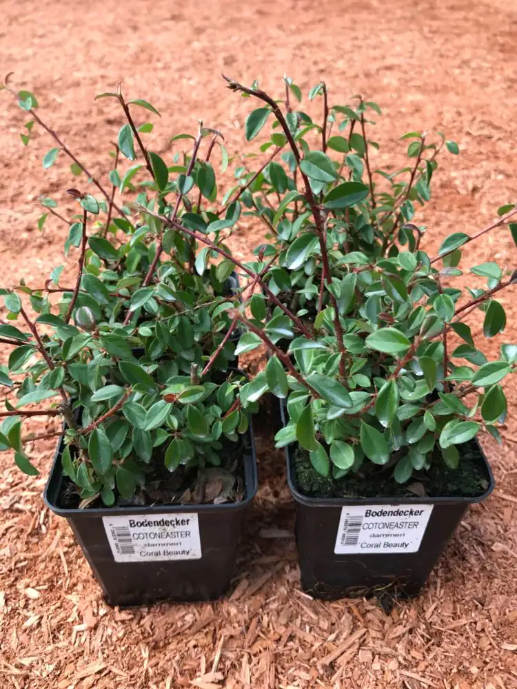 Teppichmispel Cotoneaster dammeri 'Coral Beauty' 0,5 L Container
