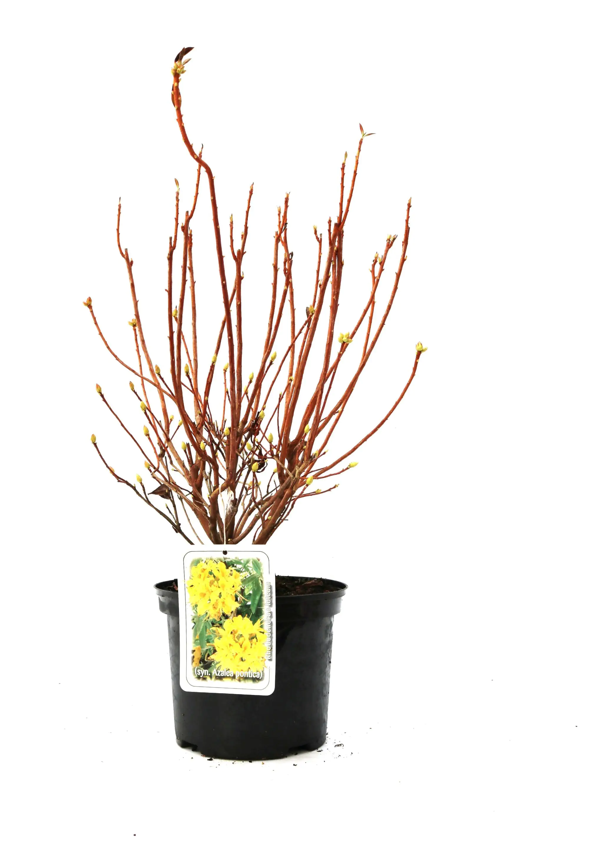 Rhododendron PG II + III Liebhaber 5 l Container