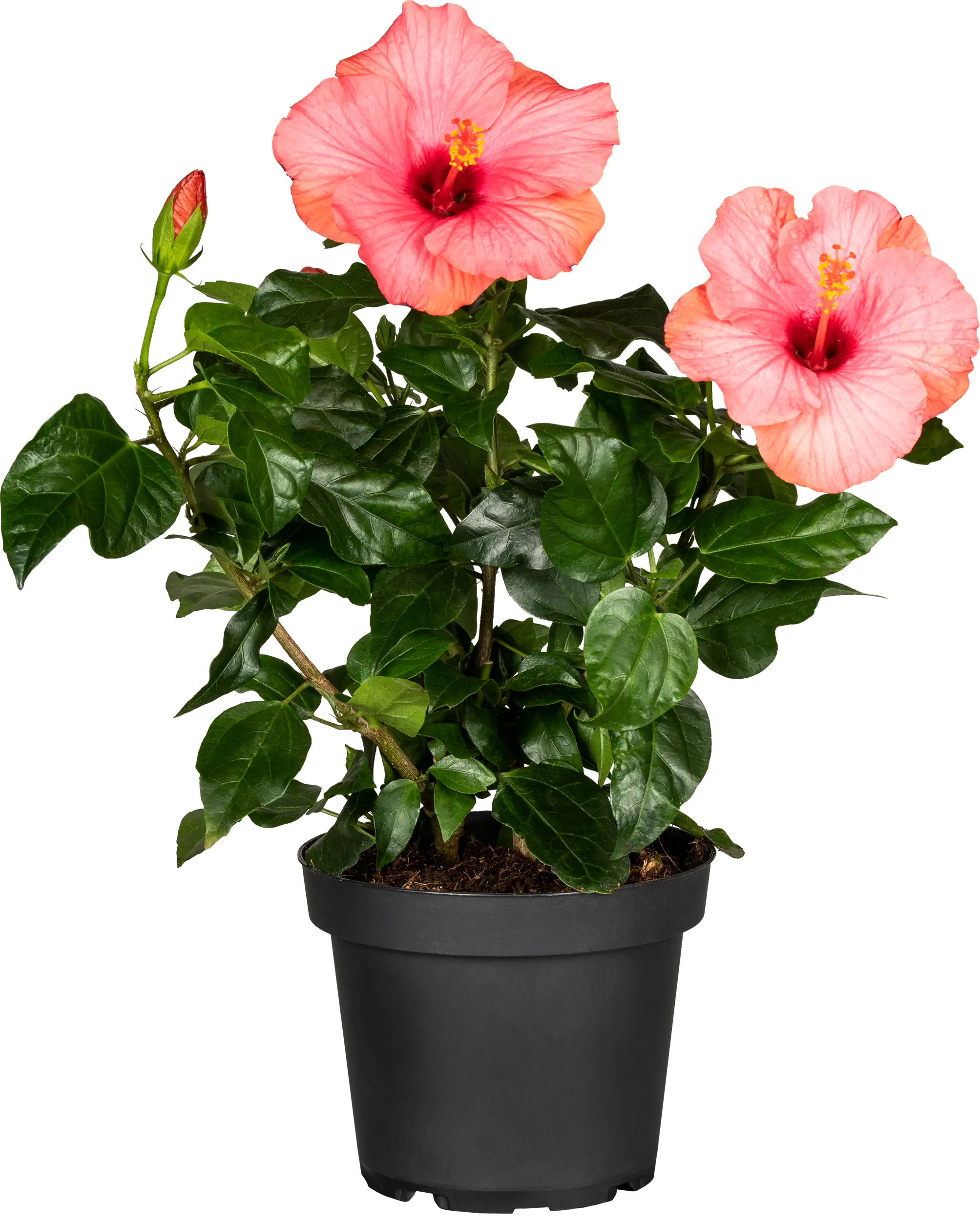 Roseneibisch Hibiscus H ca 40 cm 13 cm Topf