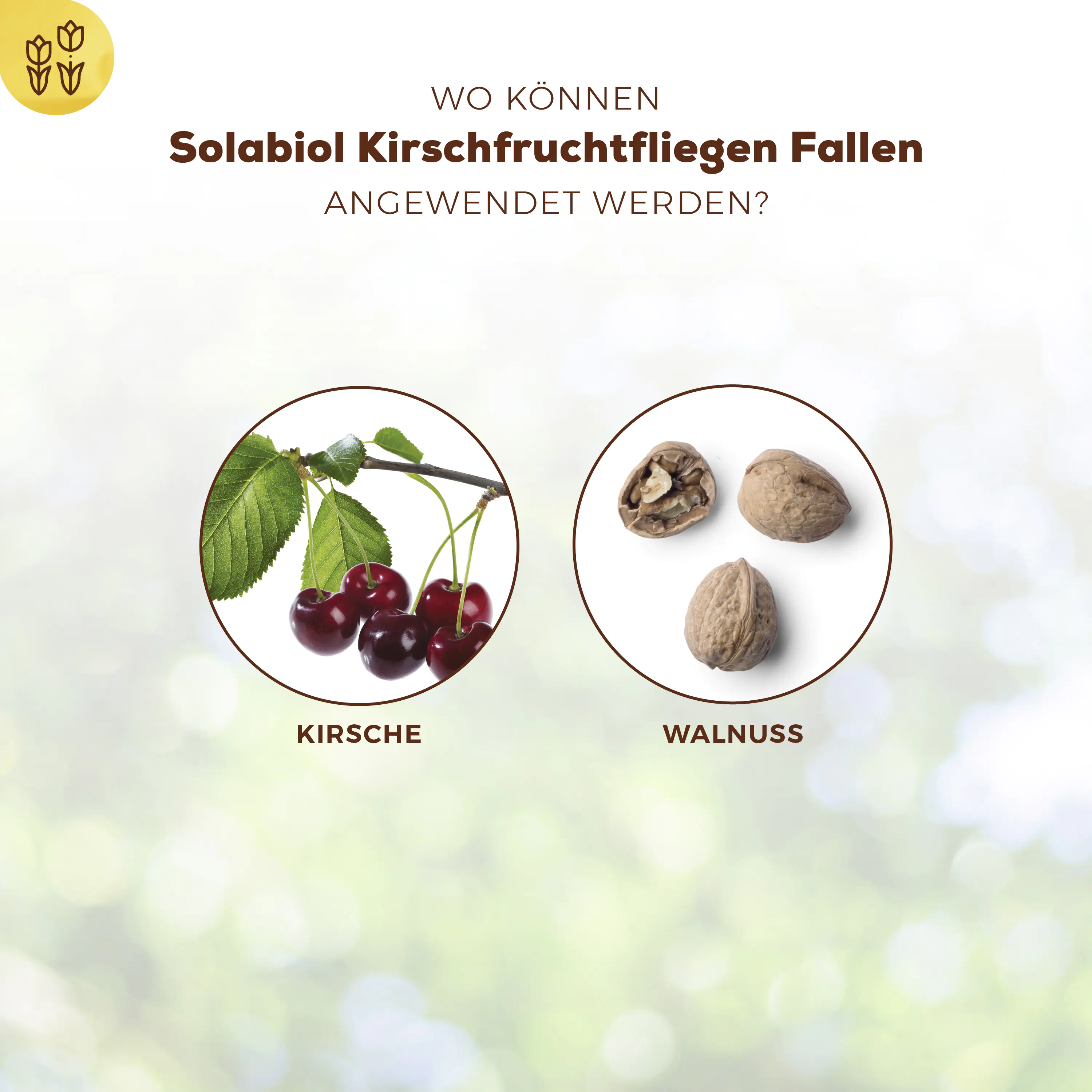 Solabiol Kirschfruchtfliegen Fallen 5 Stück