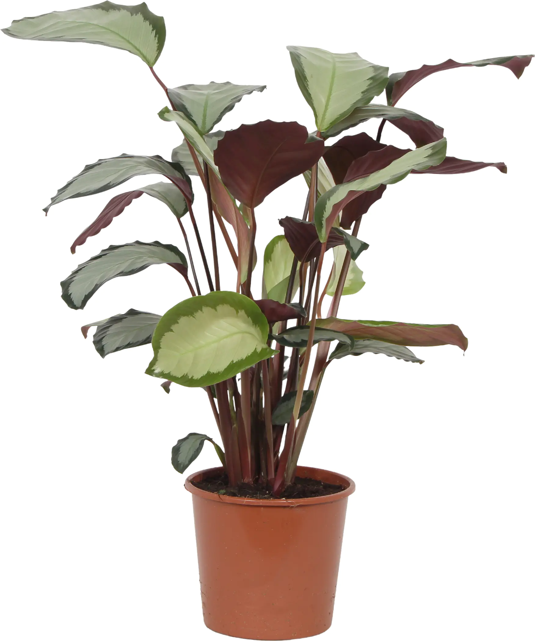 HAMIPLANT Korbmarante Calathea im 17 cm Topf
