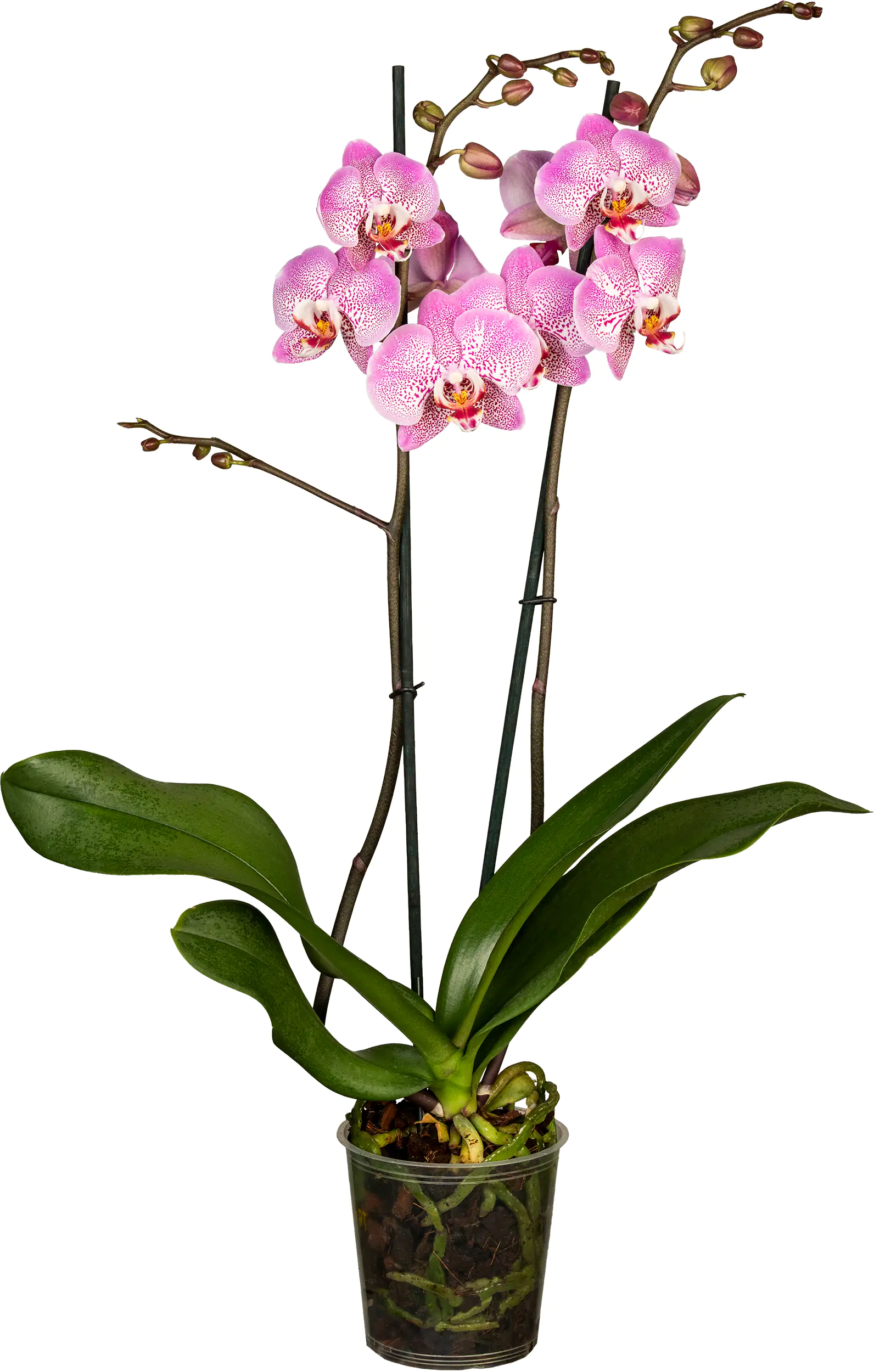 Orchidee Phalaenopsis 2 Trieber 55 cm hoch, im 12 cm Topf