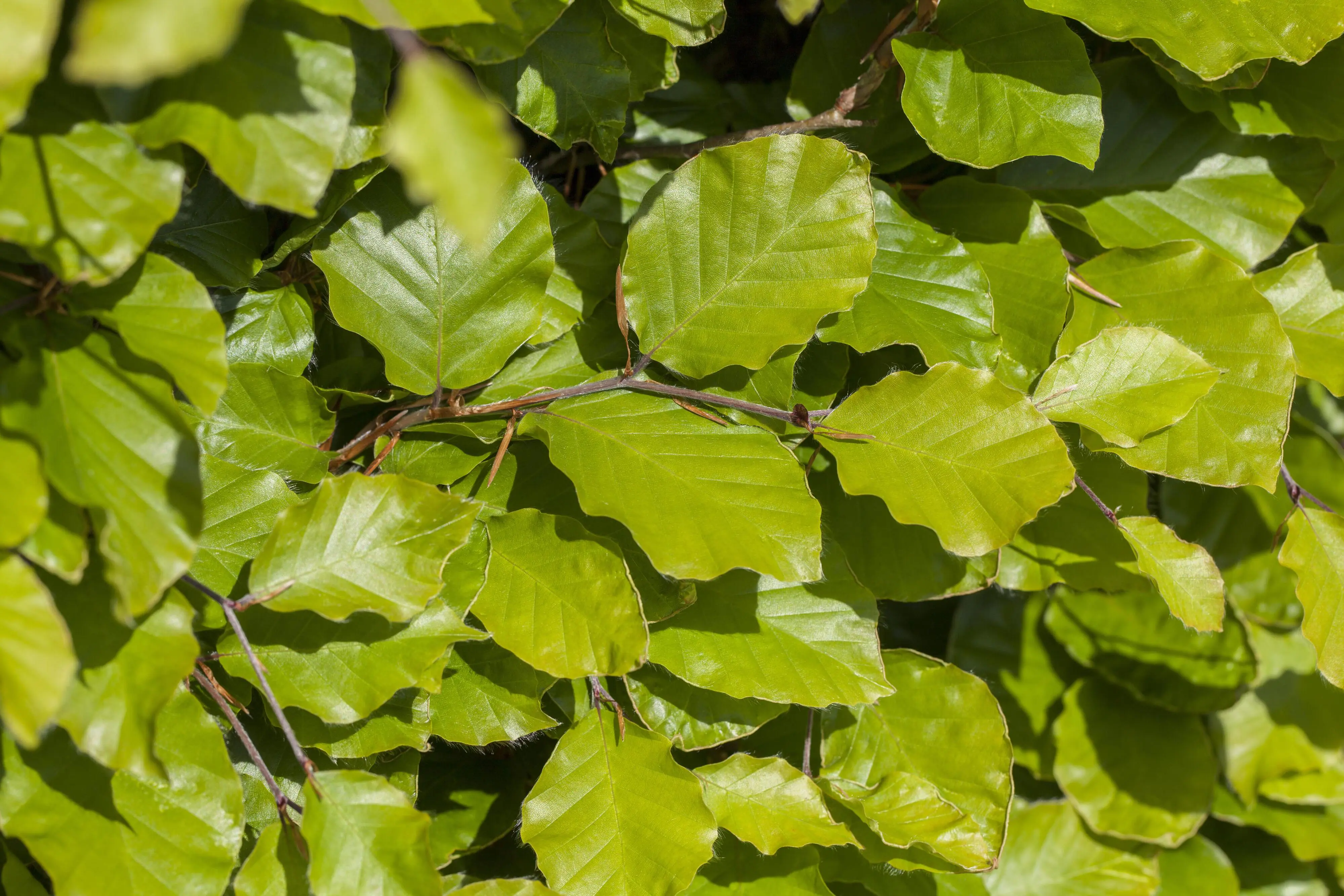 Rotbuche Fagus sylvatica H 150 - 175 cm, 35 Stück