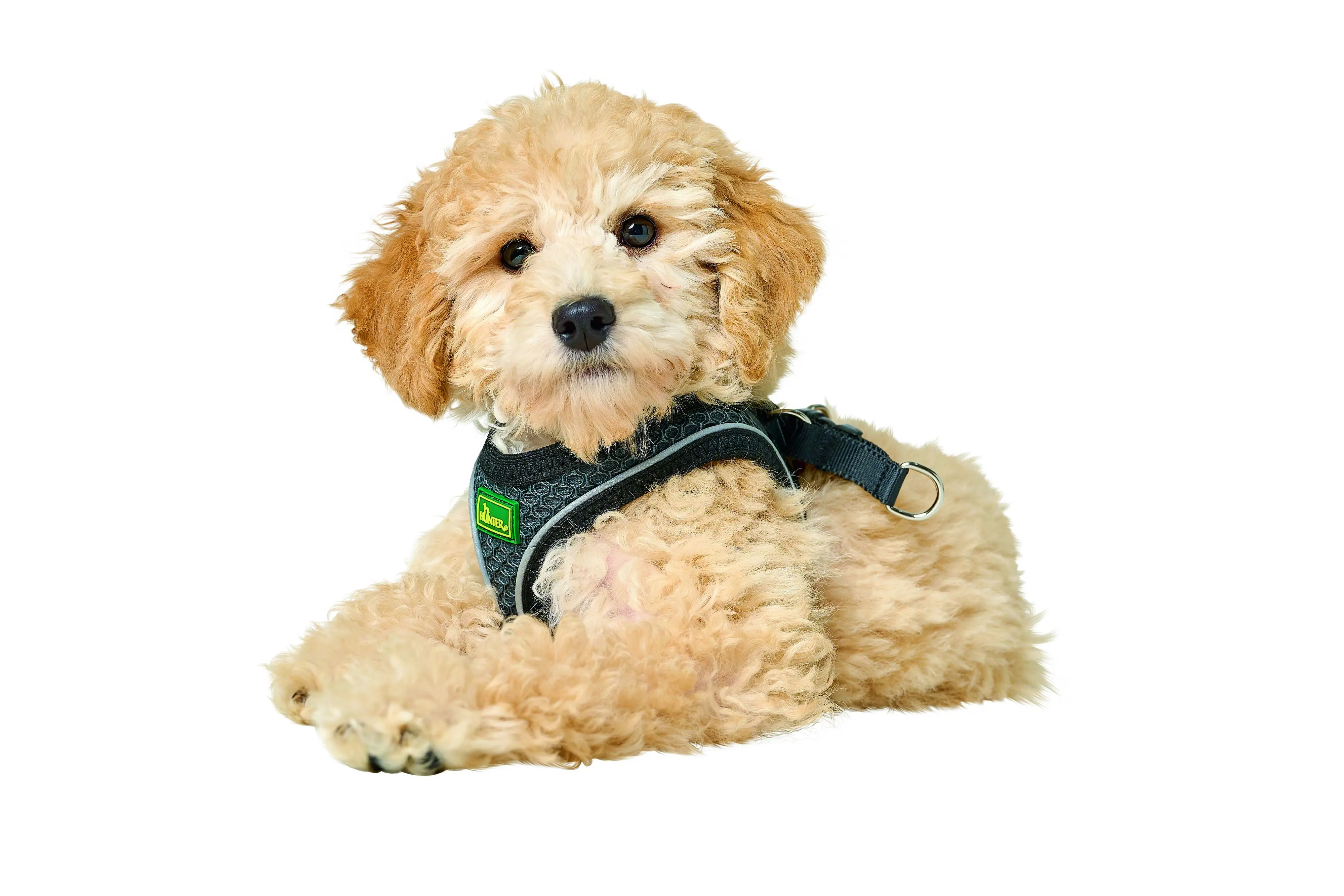 Hunter Hundegeschirr Hilo Comfort XS anthrazit