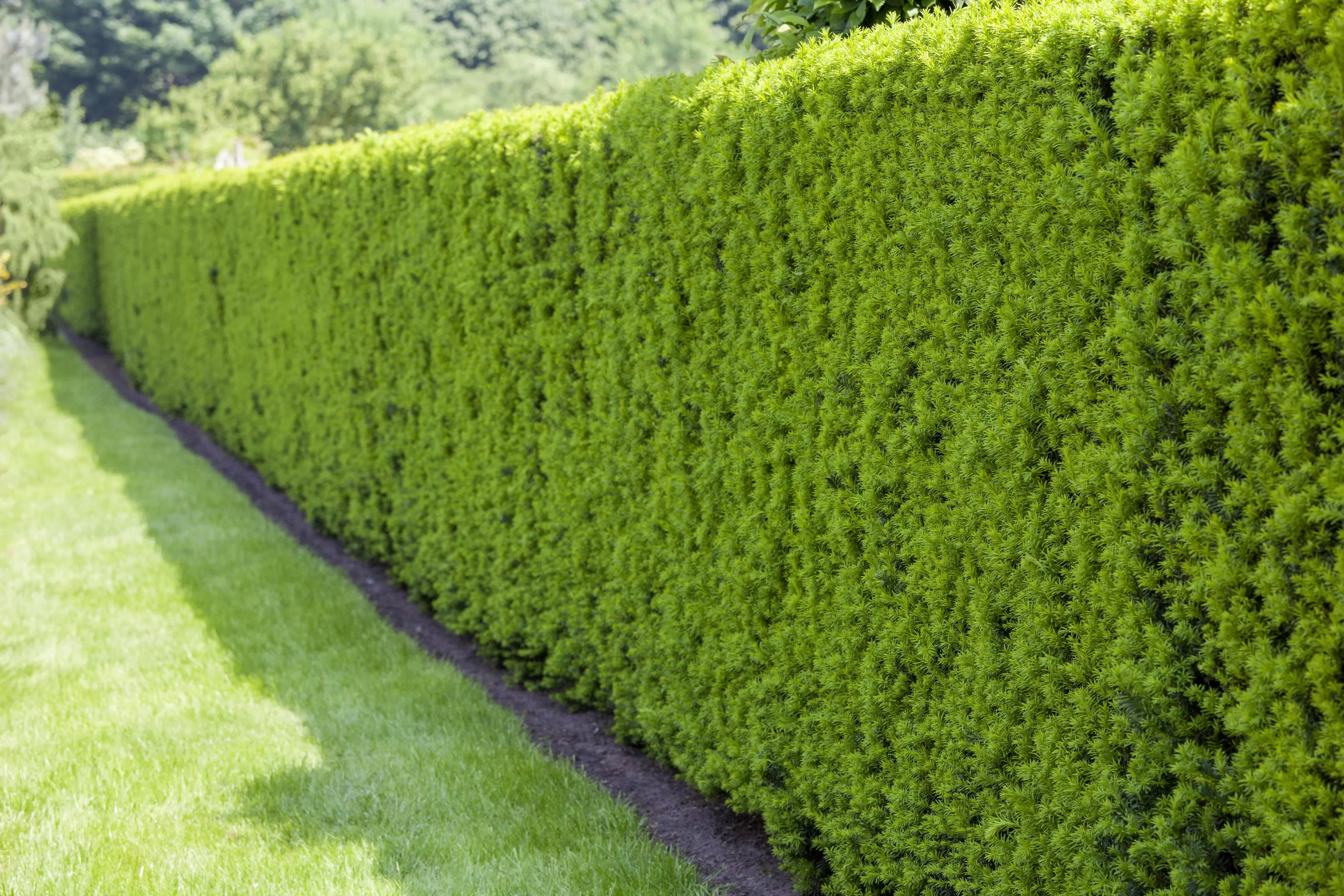 Heimische Eibe Taxus baccata H 120 - 140 cm, 20 Stück