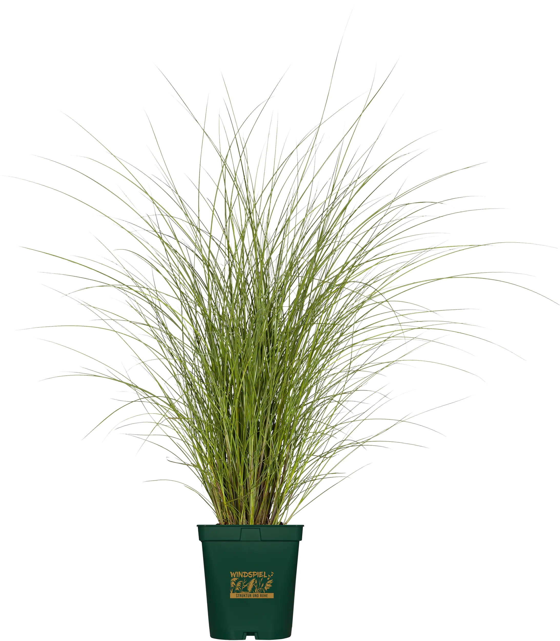 Gräser Windspiel 23 cm Topf