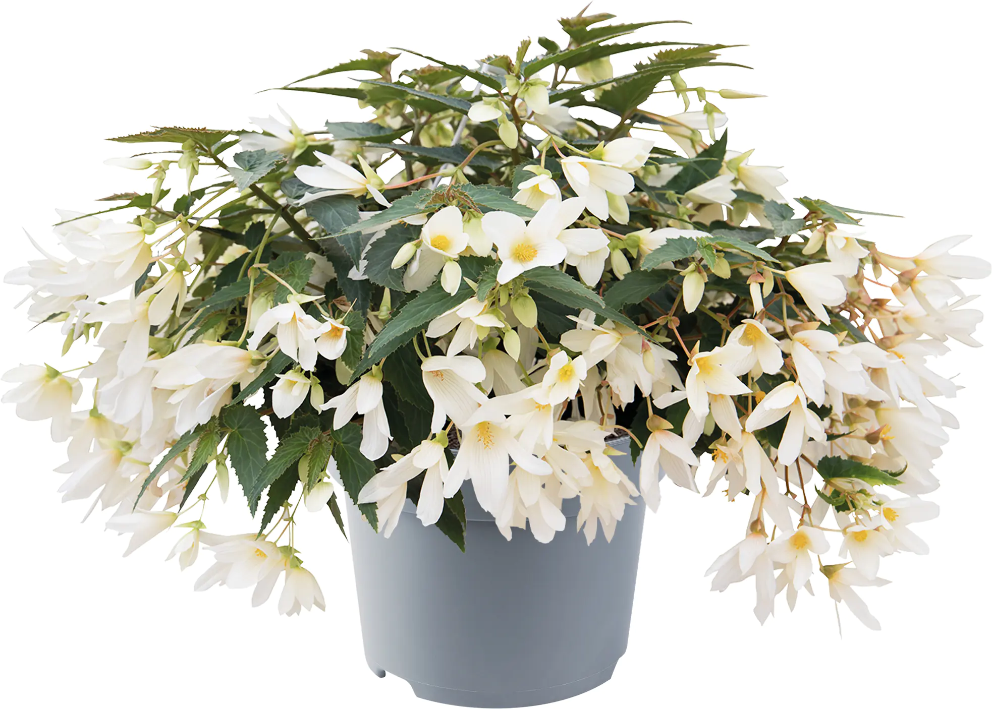 Begonie Begonia Semperflorens 13 cm Topf