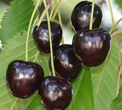 Süßkirschenbaum Kassins Frühe Herzkirsche 7,5 L Container