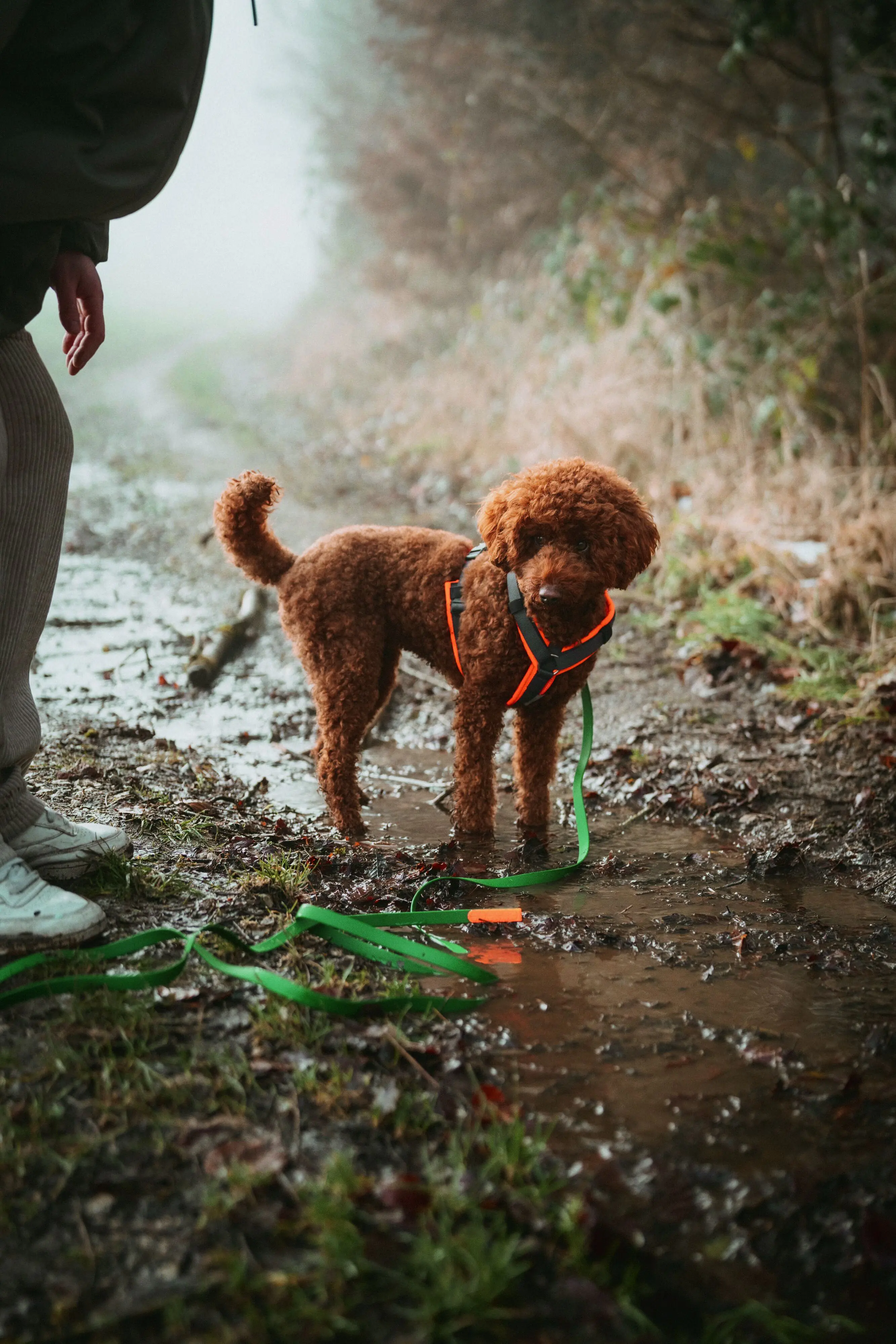 Hunter Hundegeschirr Maldon Up mit Griff XS-S orange/grau
