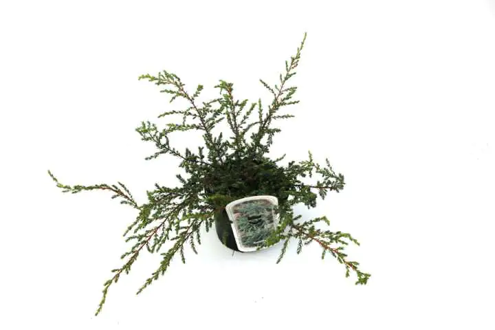 B&L Grüner Zwergwacholder 'Repanda' 2 L Container