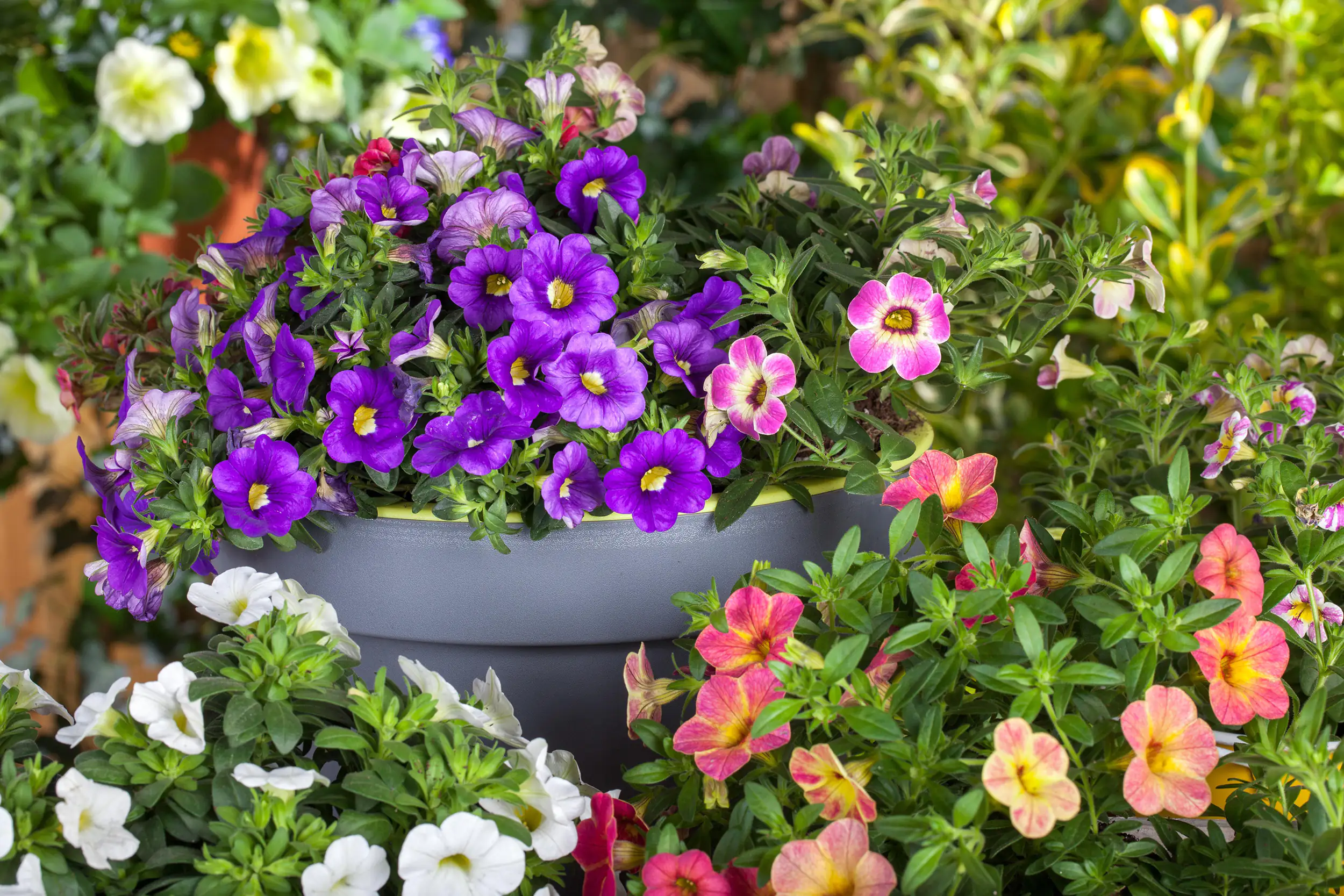 Beet- und Balkonpflanzen Petunie Petunia Cascadia H 20 cm 10,5 cm Topf
