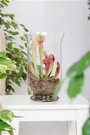 Fleischfressende Pflanzen Schlauchpflanze Mix H 30 cm 16 cm Terracotta Topf
