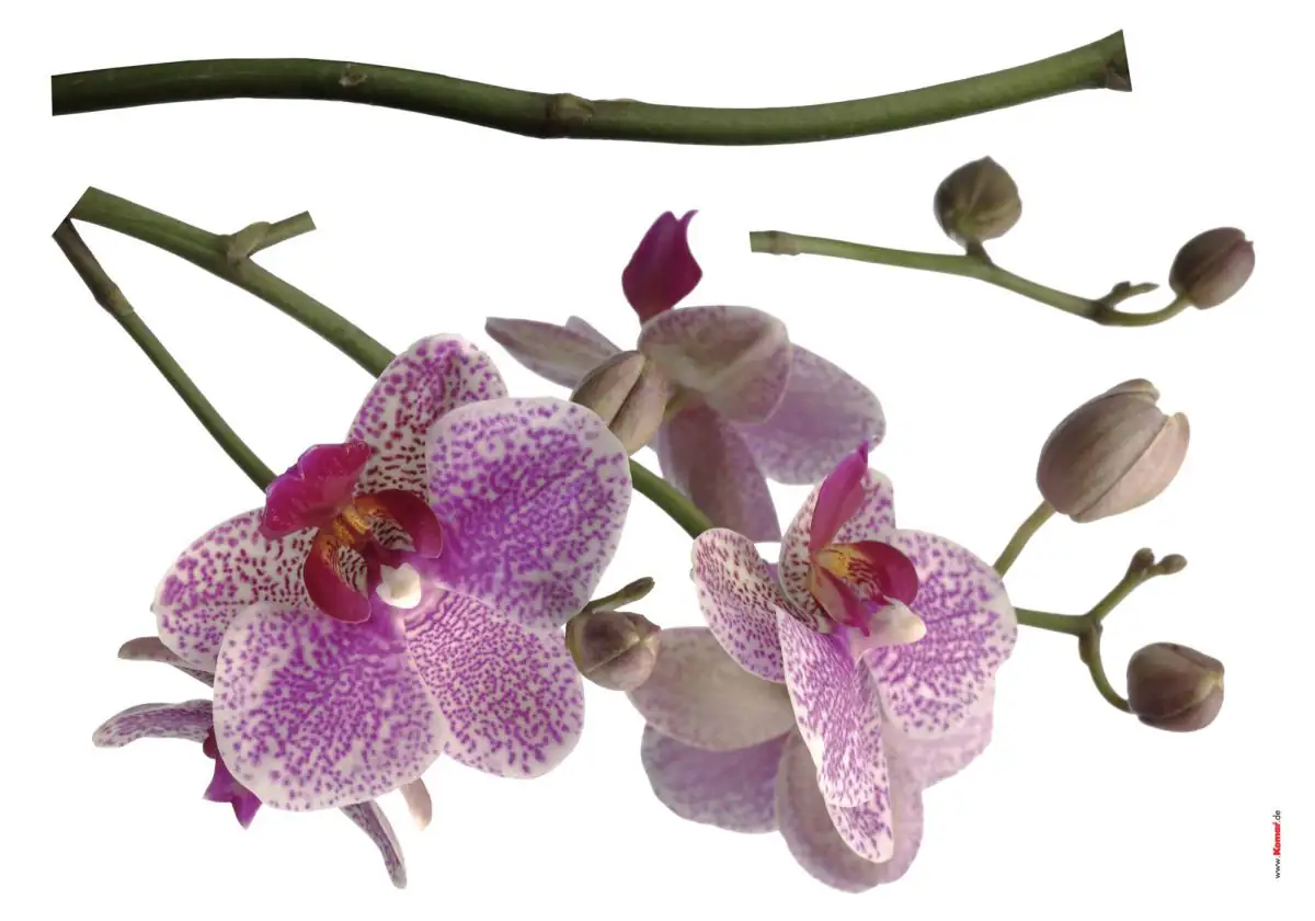 Komar Decosticker Orchidee 100 x 70 cm