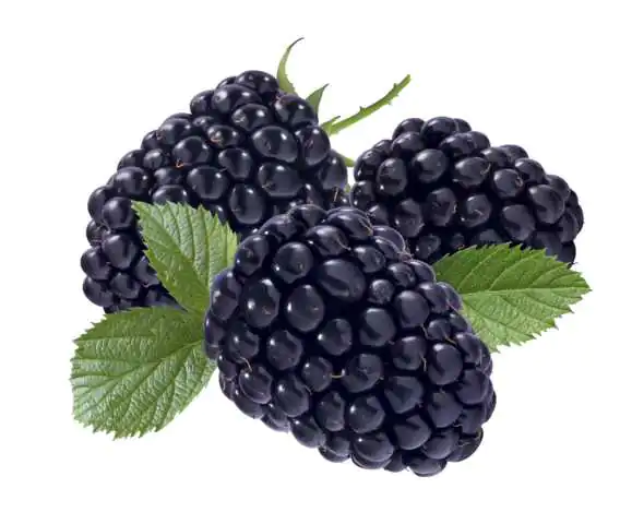 Bio Beerenobst Riesen Blaubeere Rubus fruticosus schwarz 3 Liter Topf 