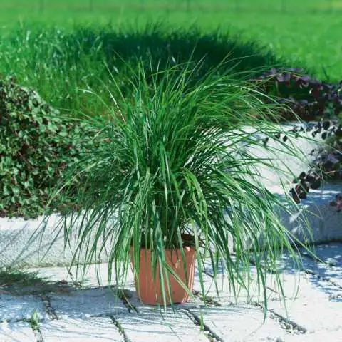 Ziergras Calamagrostis alop. Karl Foerster 17 cm Topf