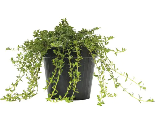 Mediterrane Gewürzkräuter Winterbohnenkraut Satureja Montana H 25 cm 14 cm Topf