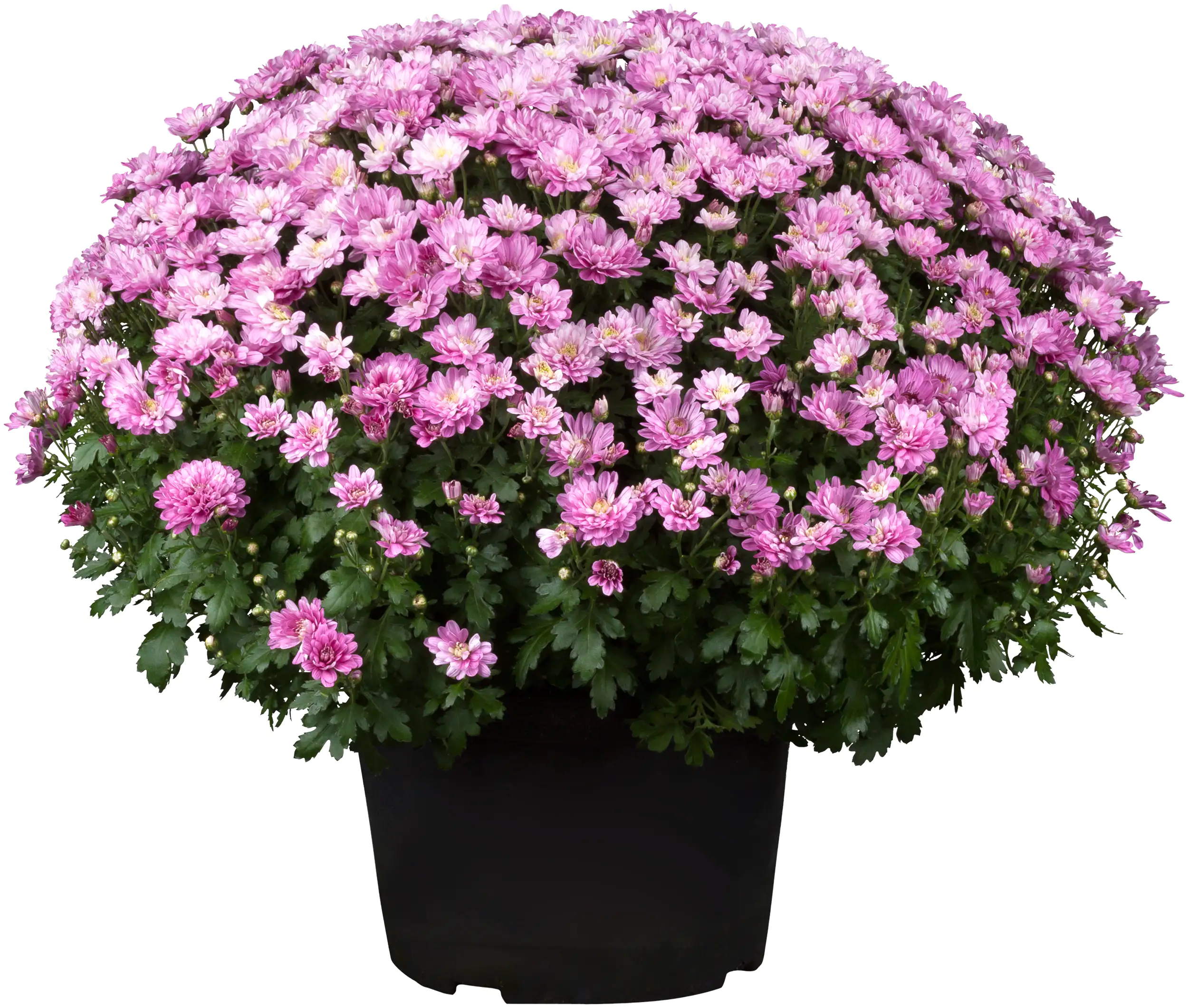 Chrysanthemen Busch 19 cm Topf