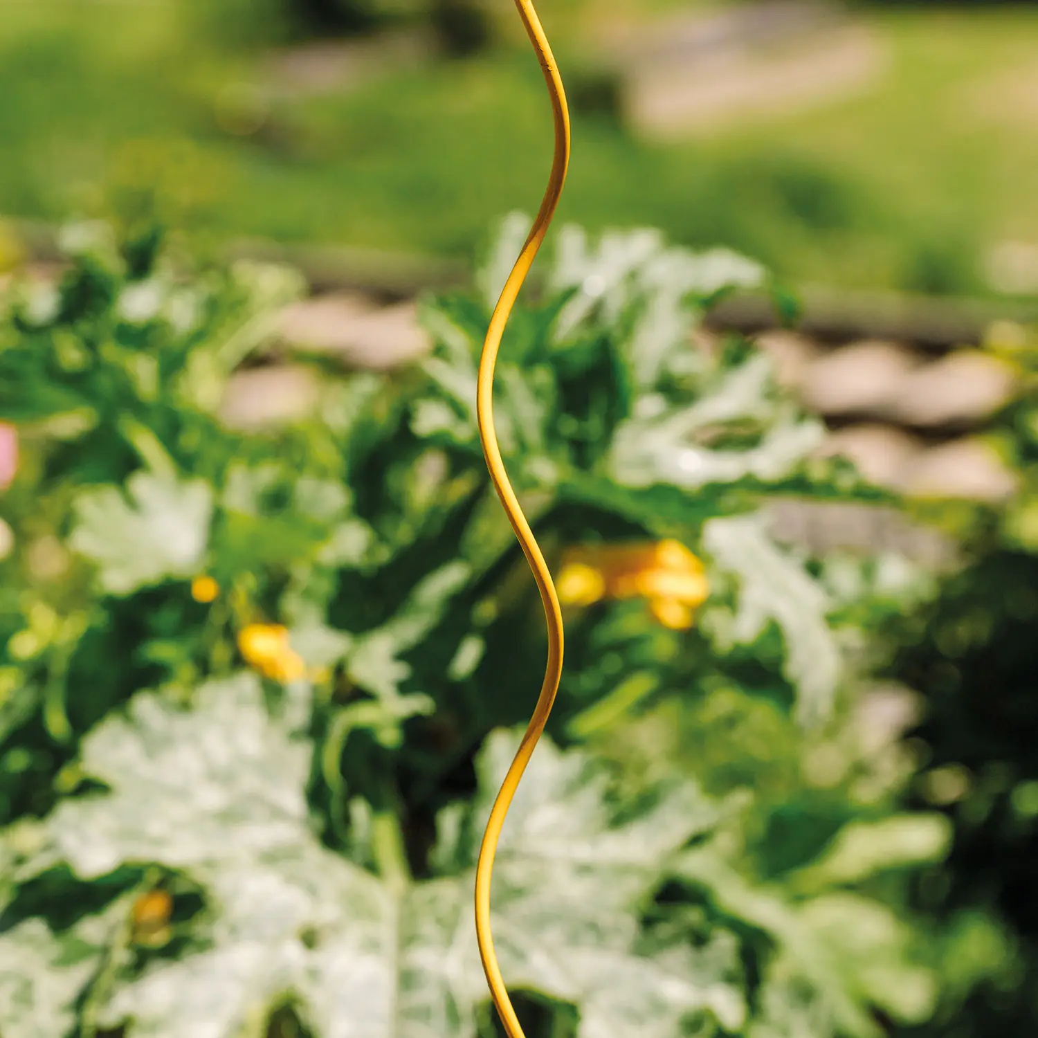 Bellissa Tomatenspirale COLORATA 110, 4 x 4 x 110 cm, honig