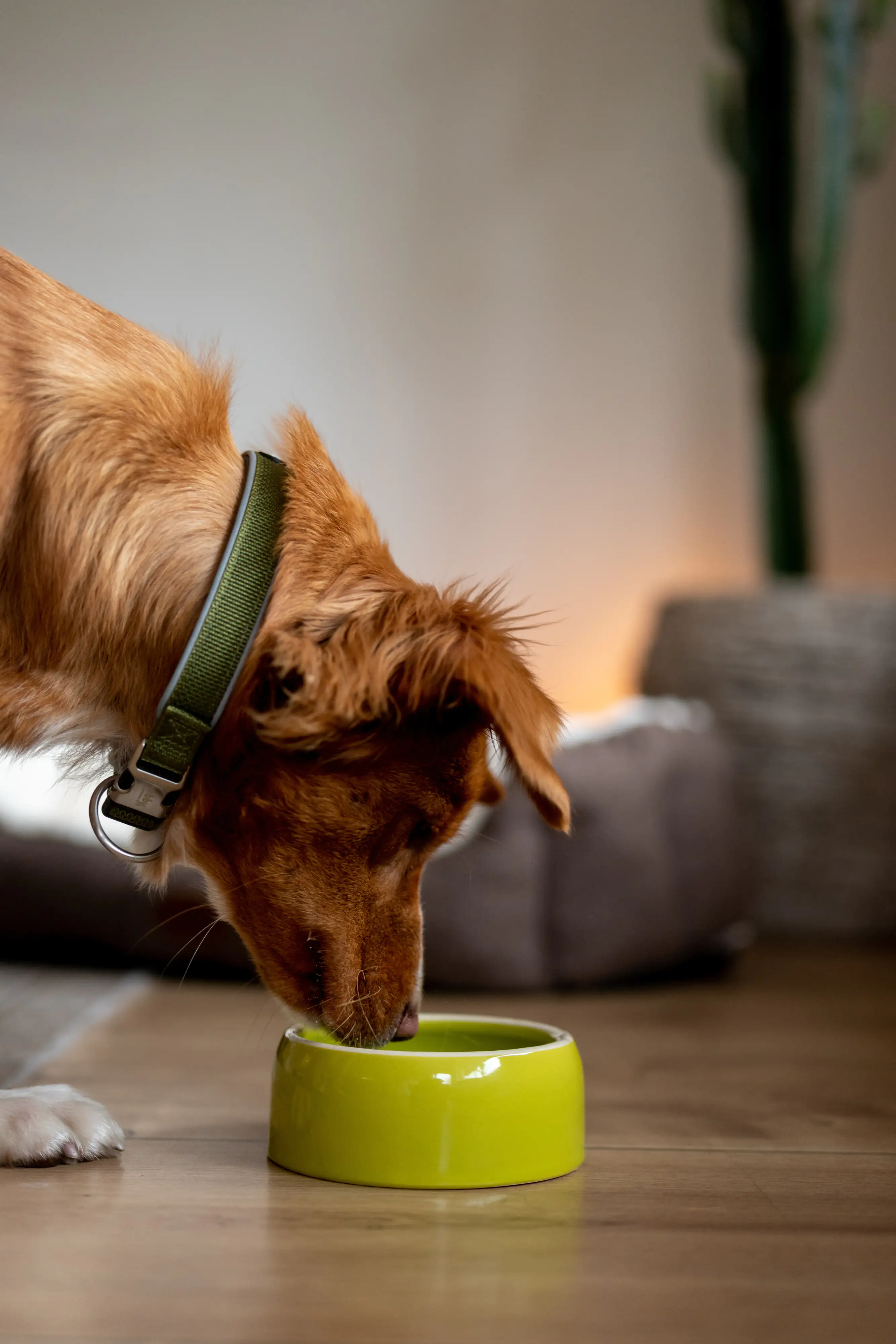 Nobby Keramik Futtertrog 500 ml grün für Hunde