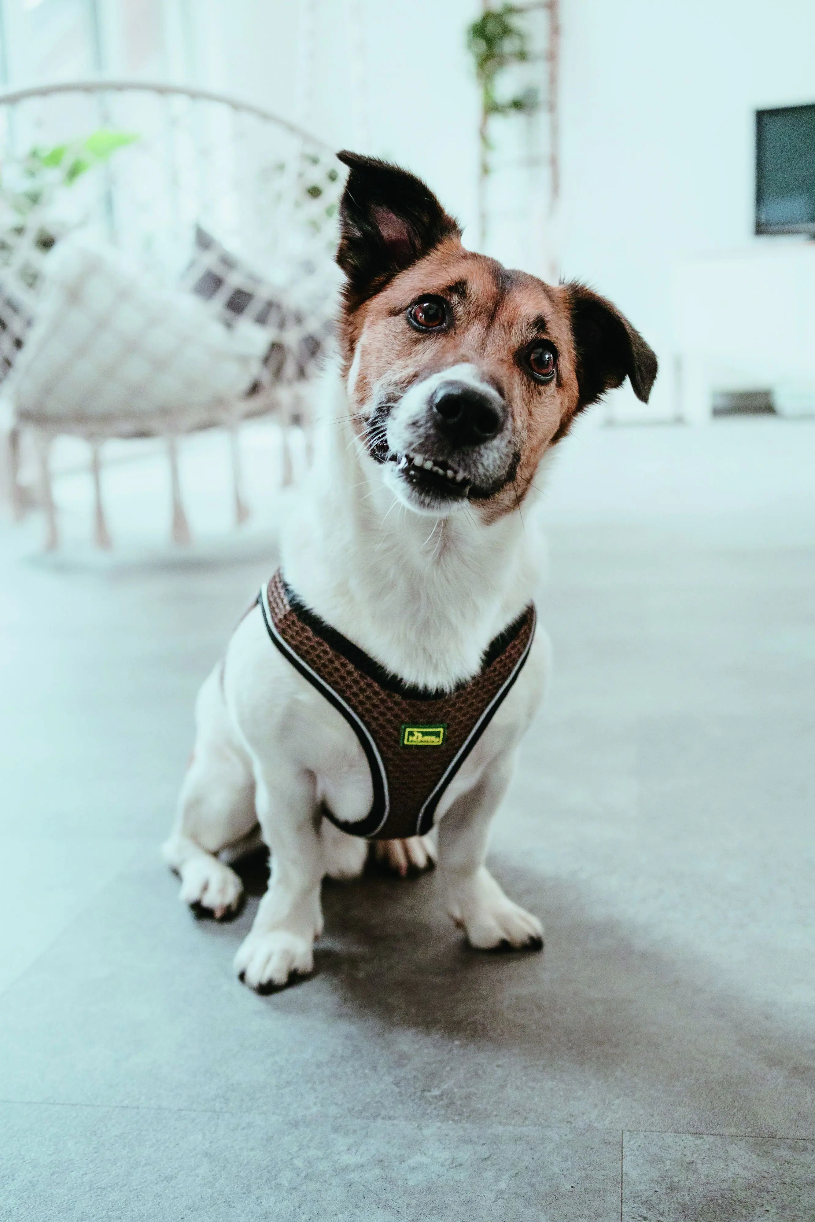 Hunter Hundegeschirr Hilo Comfort M braun