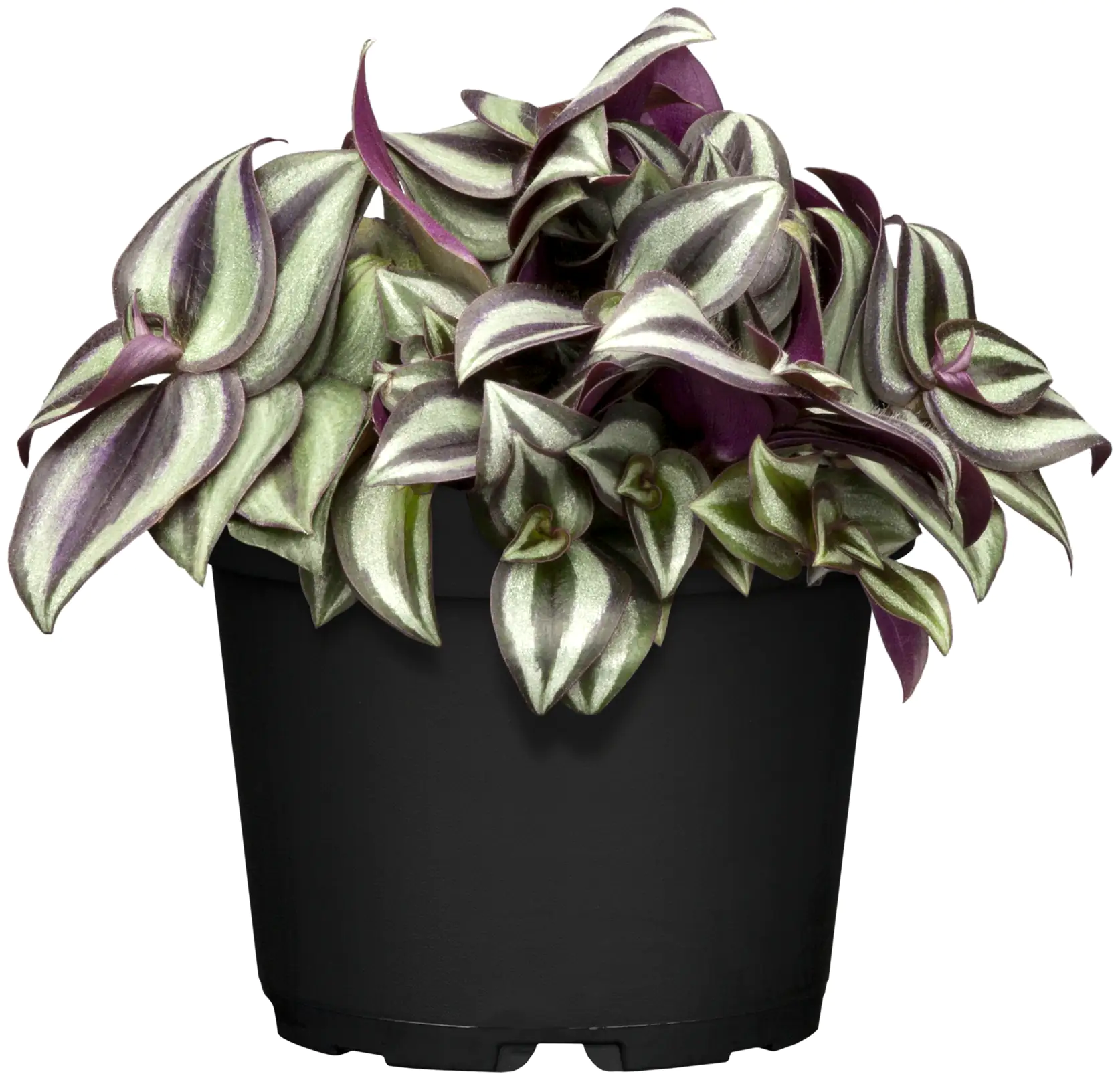 Zebrakraut Tradescantia Nanouk H ca. 20 cm 12 cm Topf