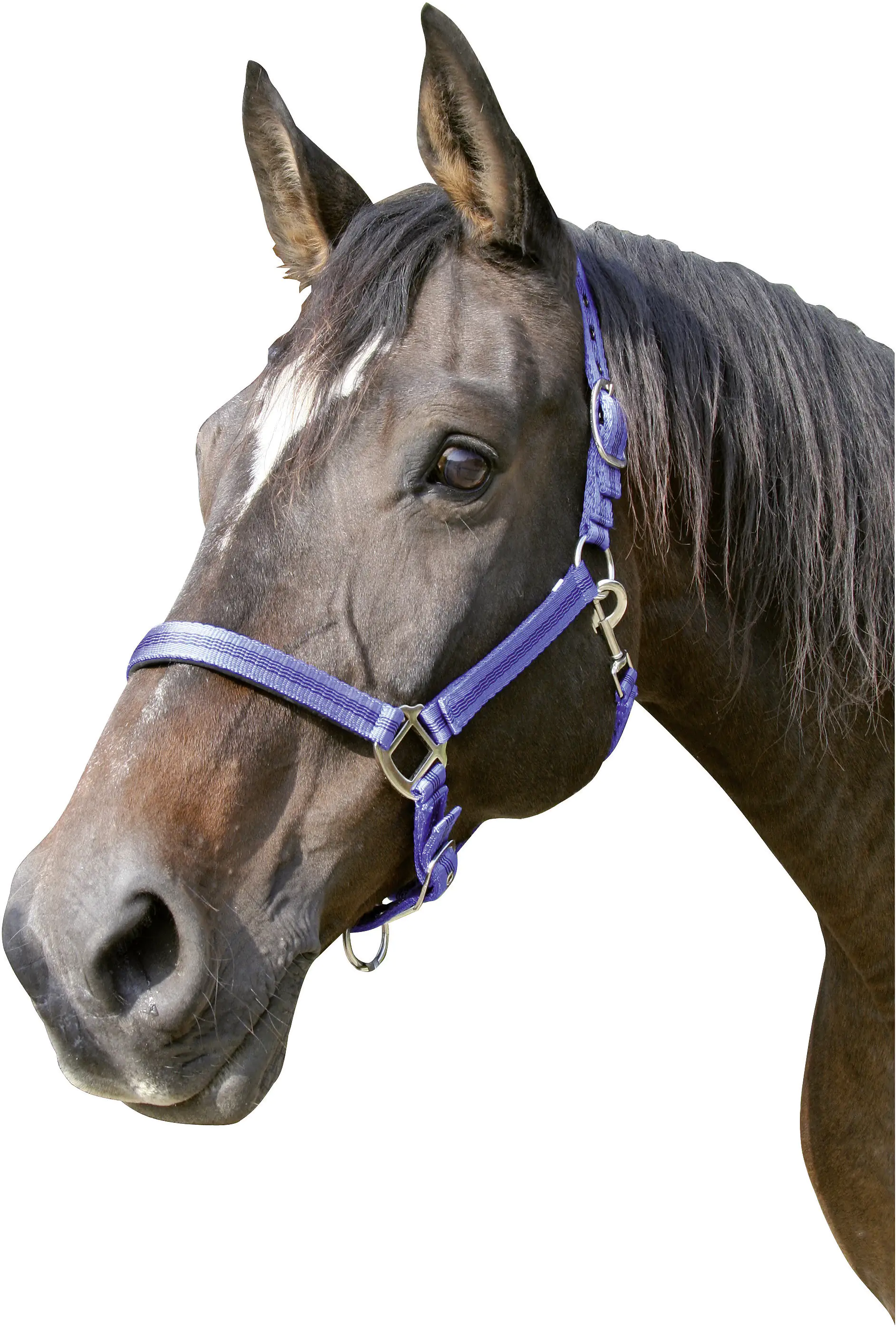 Kerbl Halfter Mustang blau/ schwarz