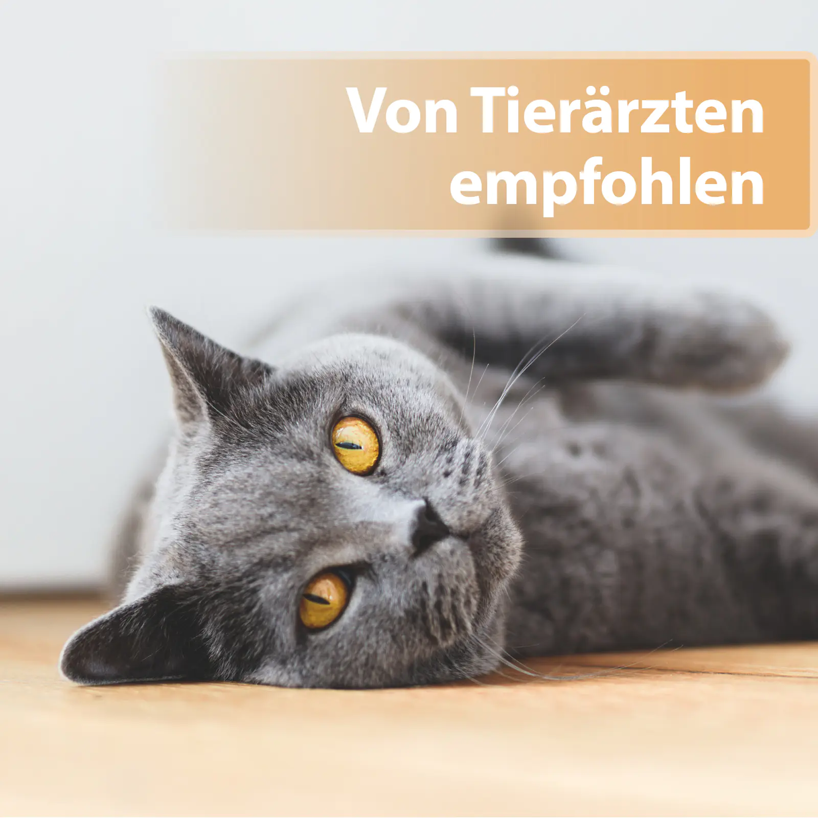 Felisept Wundgel für Katzen 20 ml