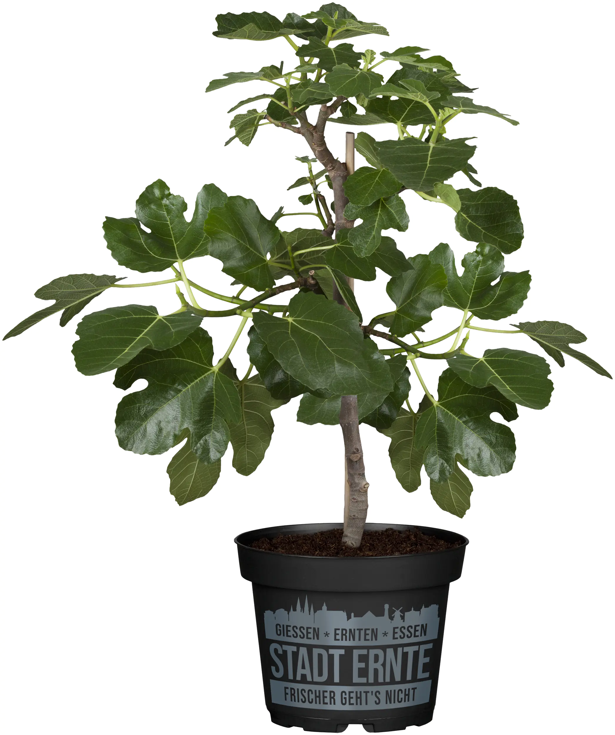 Ficus carica Little Miss Figgy Feige H 30 cm 17 cm Topf