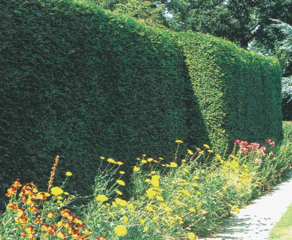 Lebensbaum Thuja occidentalis Brabant H 100- 120 cm 5 L Container