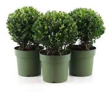 Japanische Stechpalme Kugel, Bergilex Ilex crenata Jenny 17 cm Topf