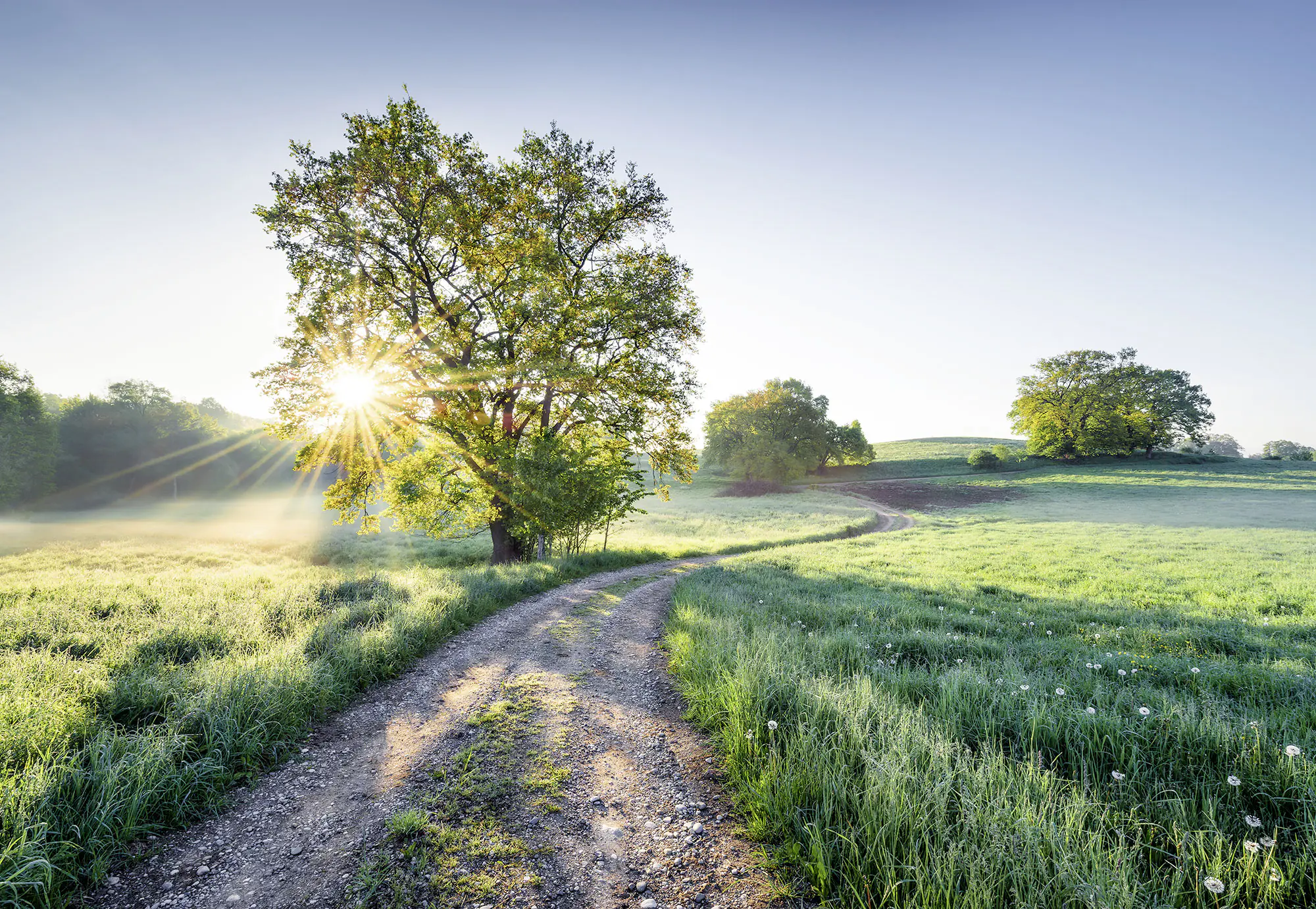 Komar Fototapete Meadow Trail 368 x 254 cm 