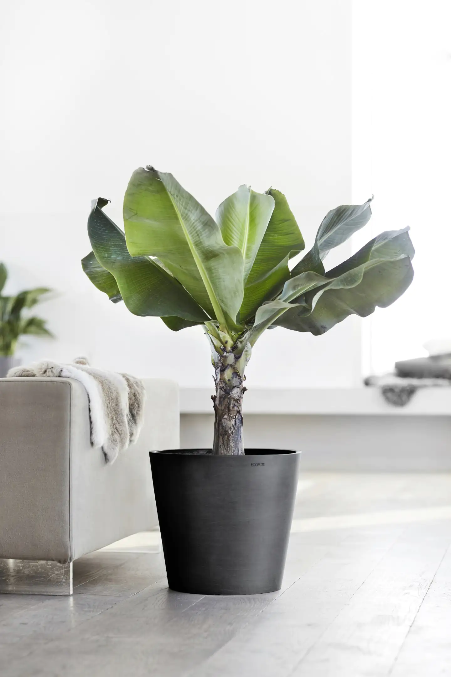 Ecopots Pflanztopf Amsterdam Ø 40 x 35 cm dunkelgrau