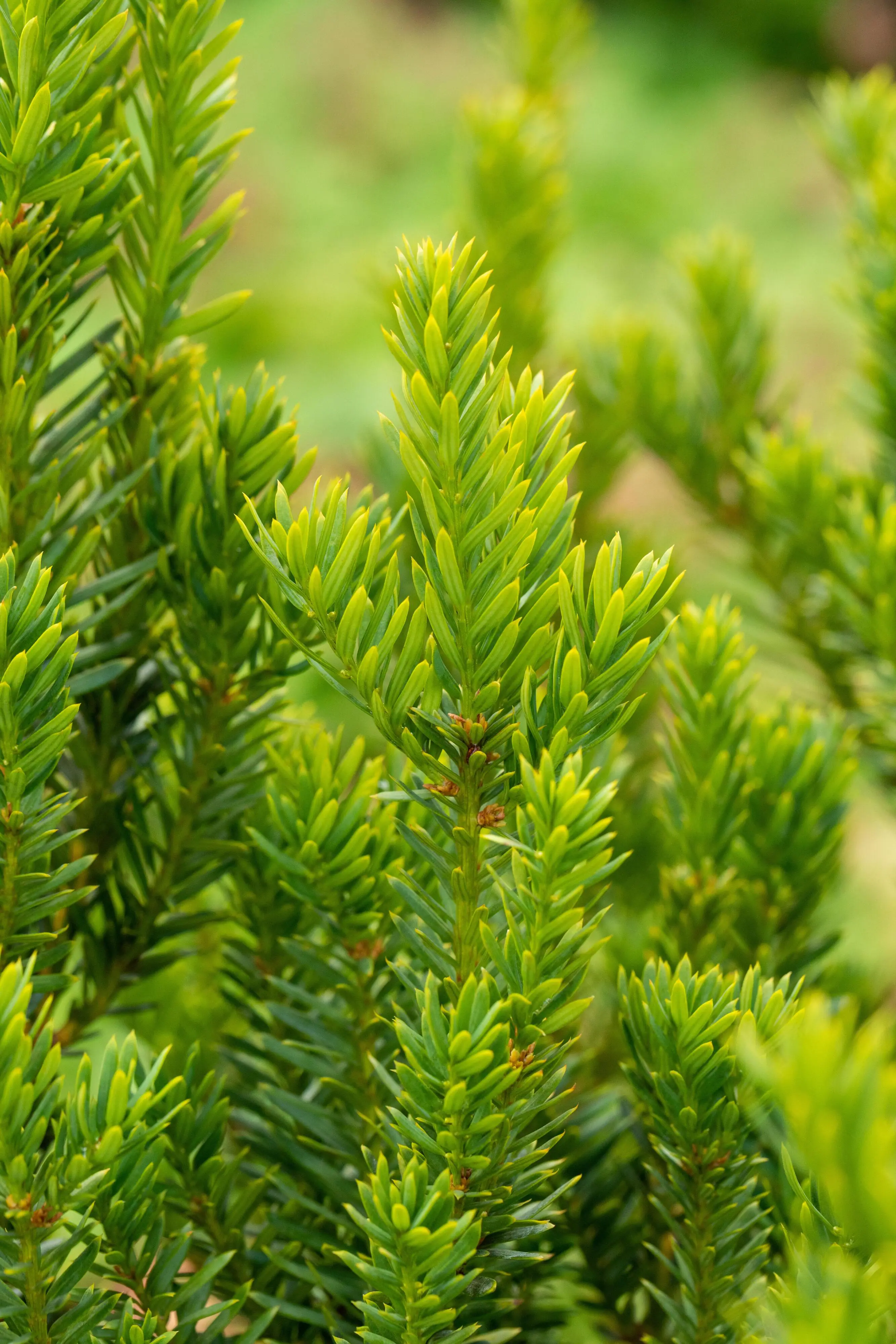 Bechereibe Hilli Taxus media hillii H 80 - 100 cm, 25 Stück