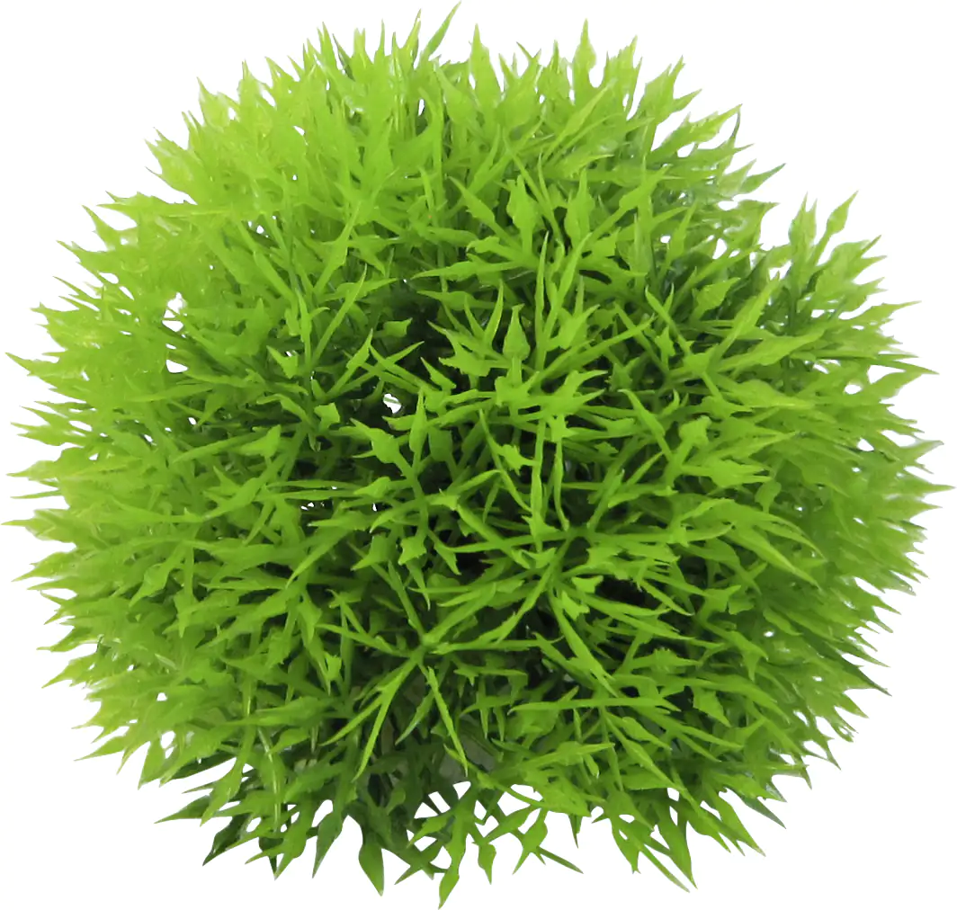 Orbit Aquapflanze Deluxe small Nr. 9 8 - 12 cm