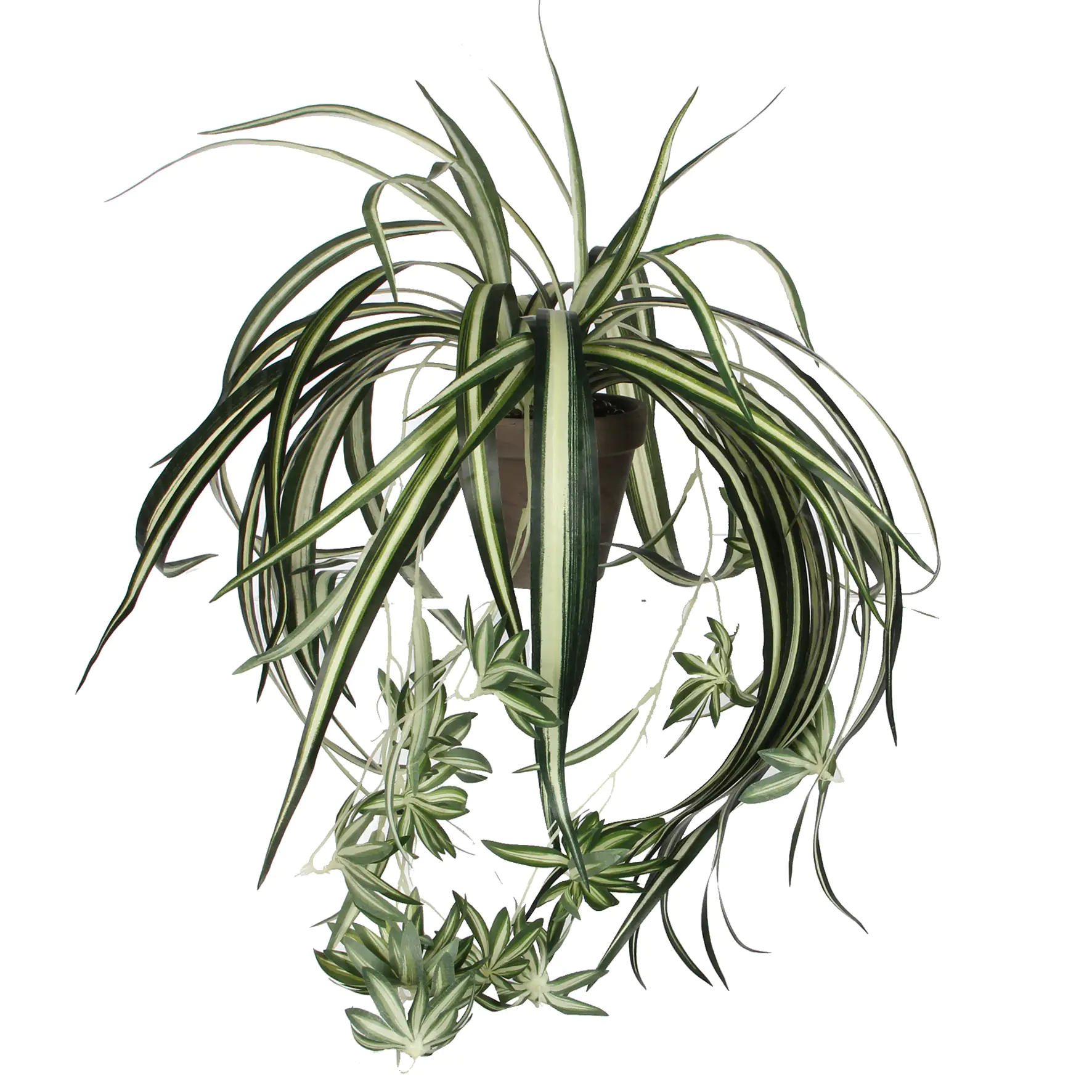 Mica Chlorophytum im Topf grün, 45 x 45 cm