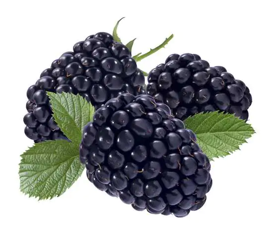 Beerenobst Brombeere 3 Liter Container