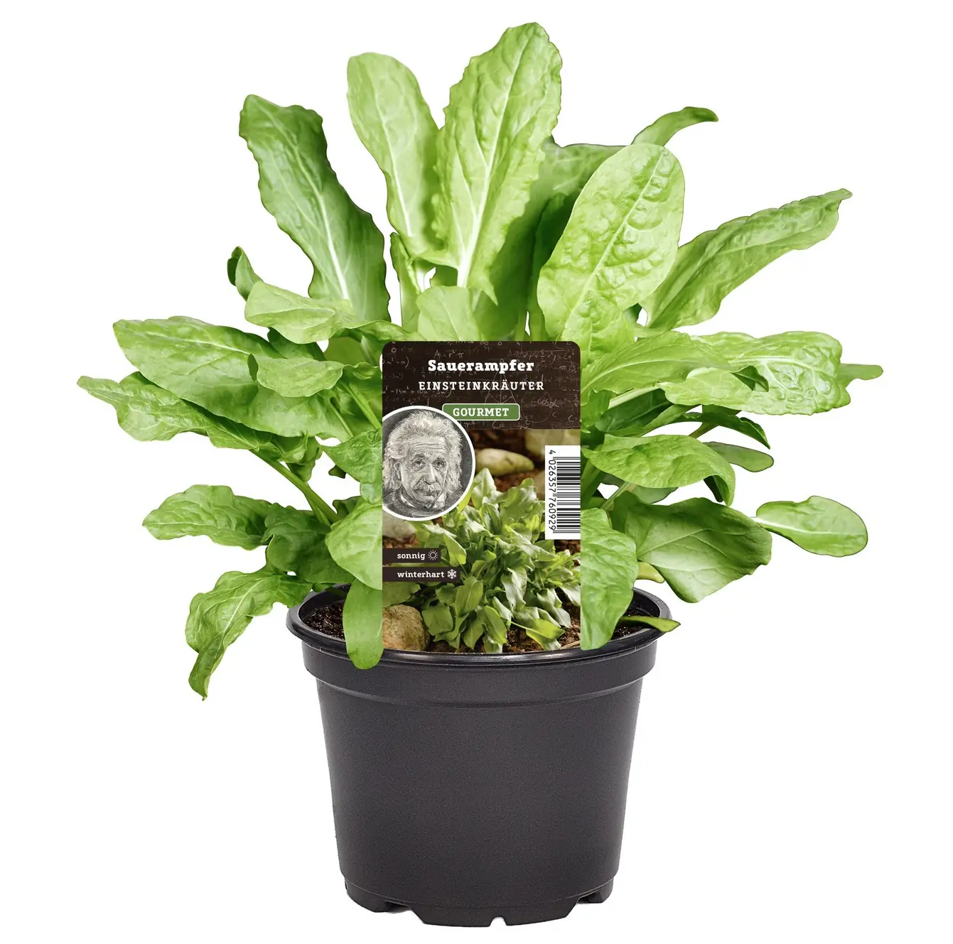 Einsteinkräuter Sauerampfer 12 cm Topf