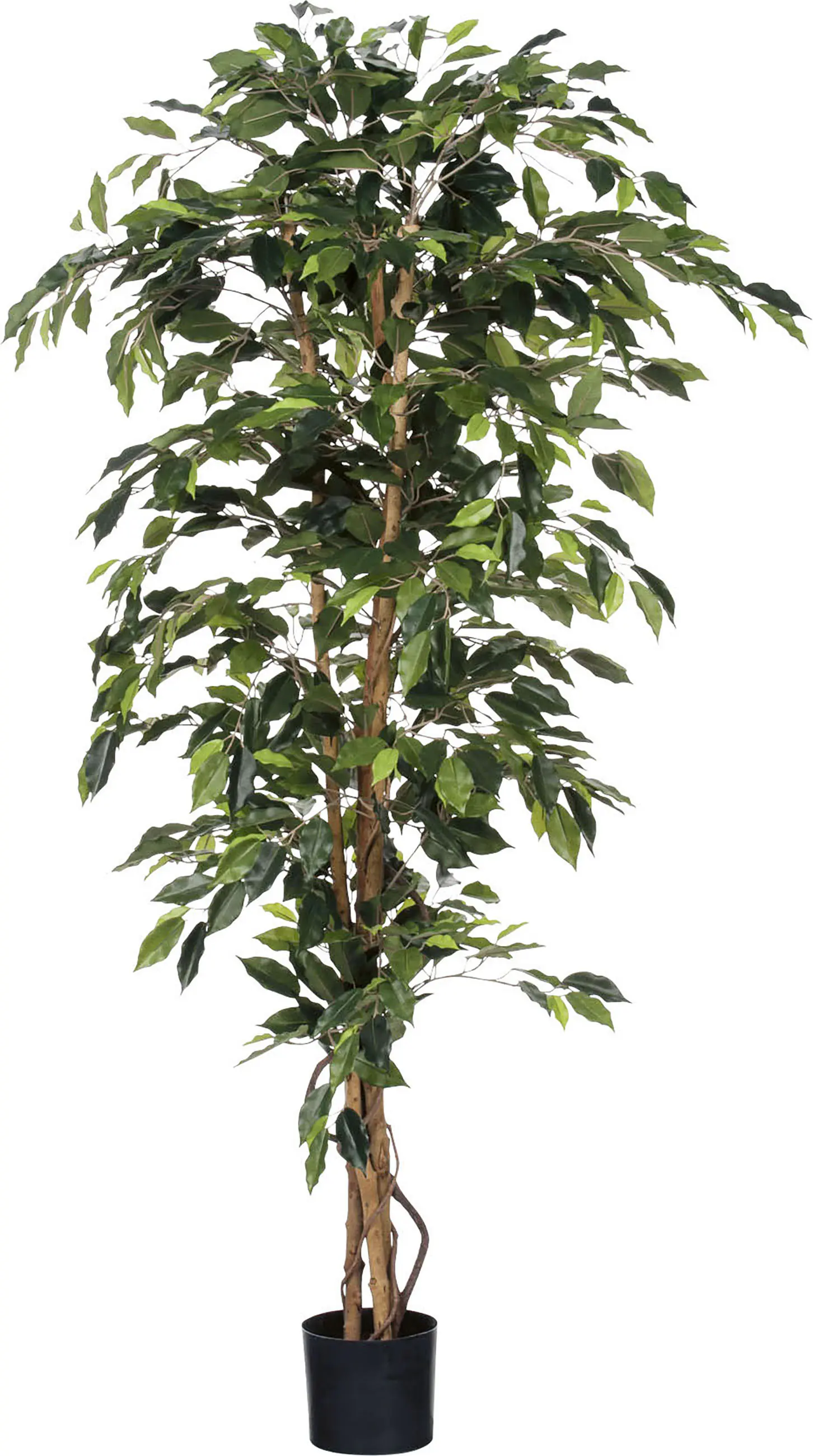 Mica Kunstpflanze Ficus grün im Topf 180 x 100 cm