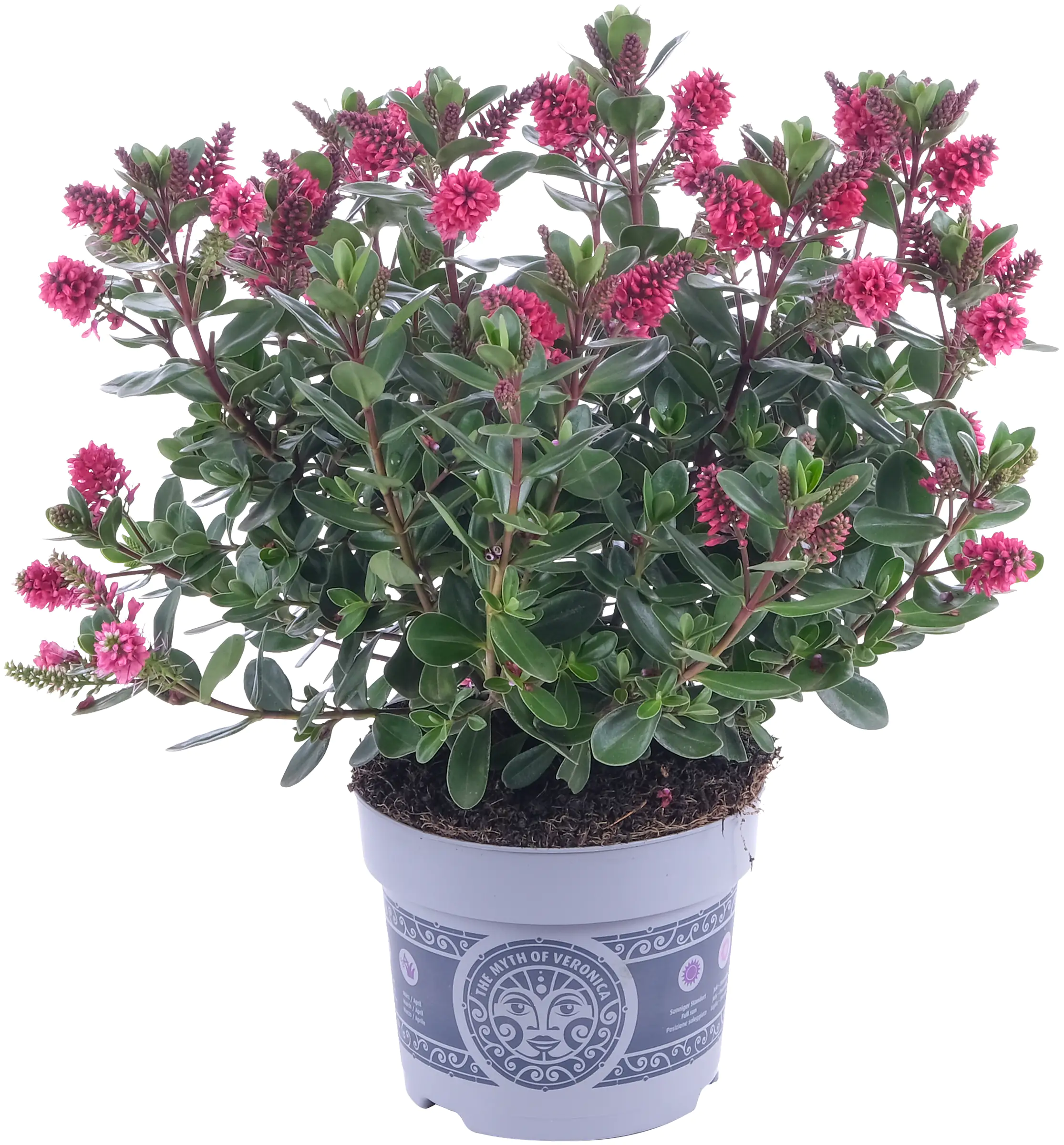 Strauchveronika Hebe All Blooms 12 cm Topf