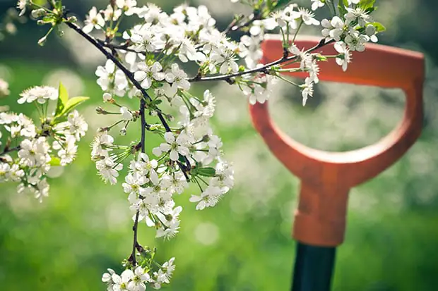 Gartenarbeit im Frühling