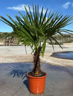 Trachycarpus Fortunei, Hanfpalme 30cm Topf