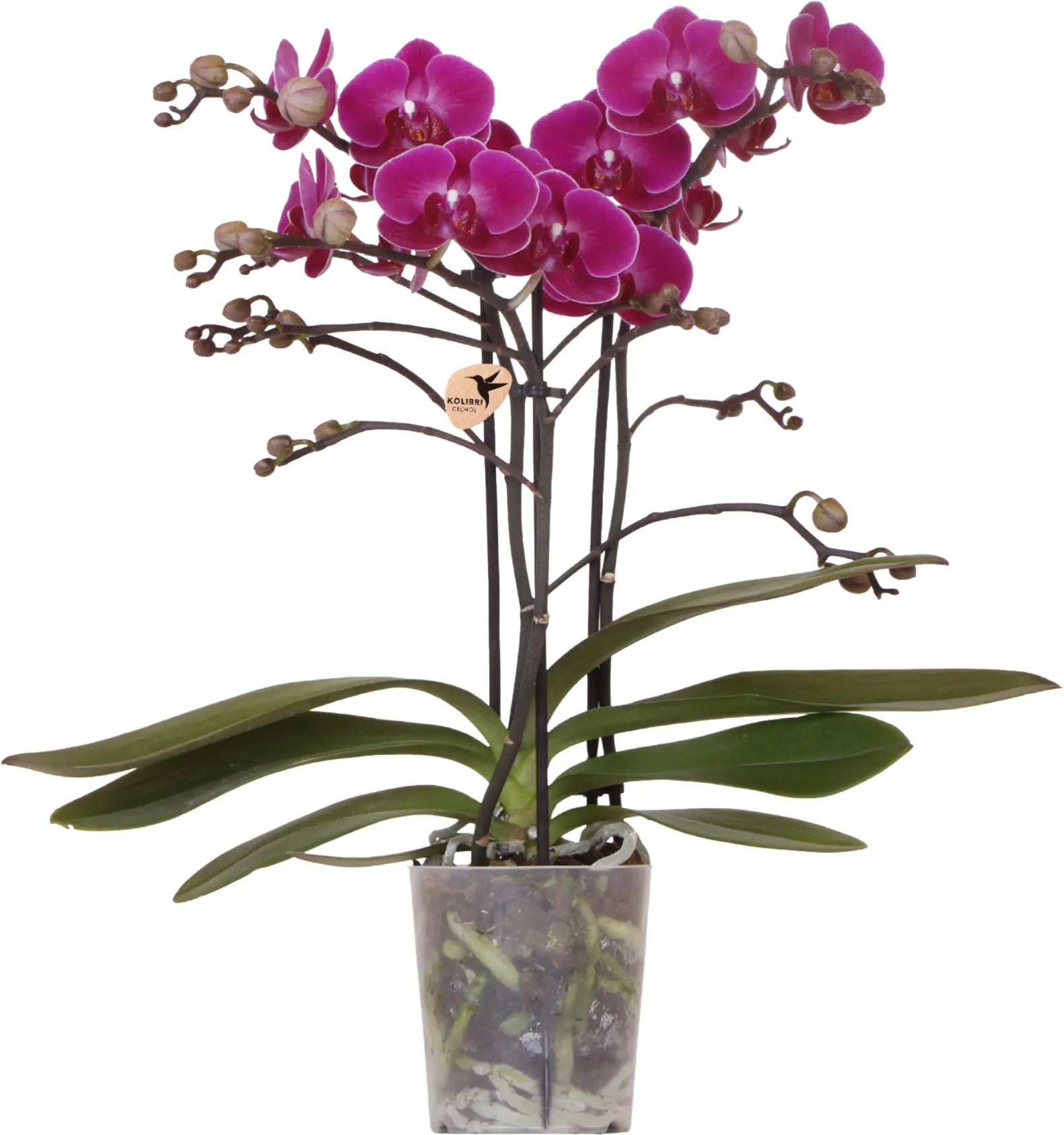 Orchidee Phalaenopsis 3 Trieber 30 - 40 cm hoch, im 9 cm Topf