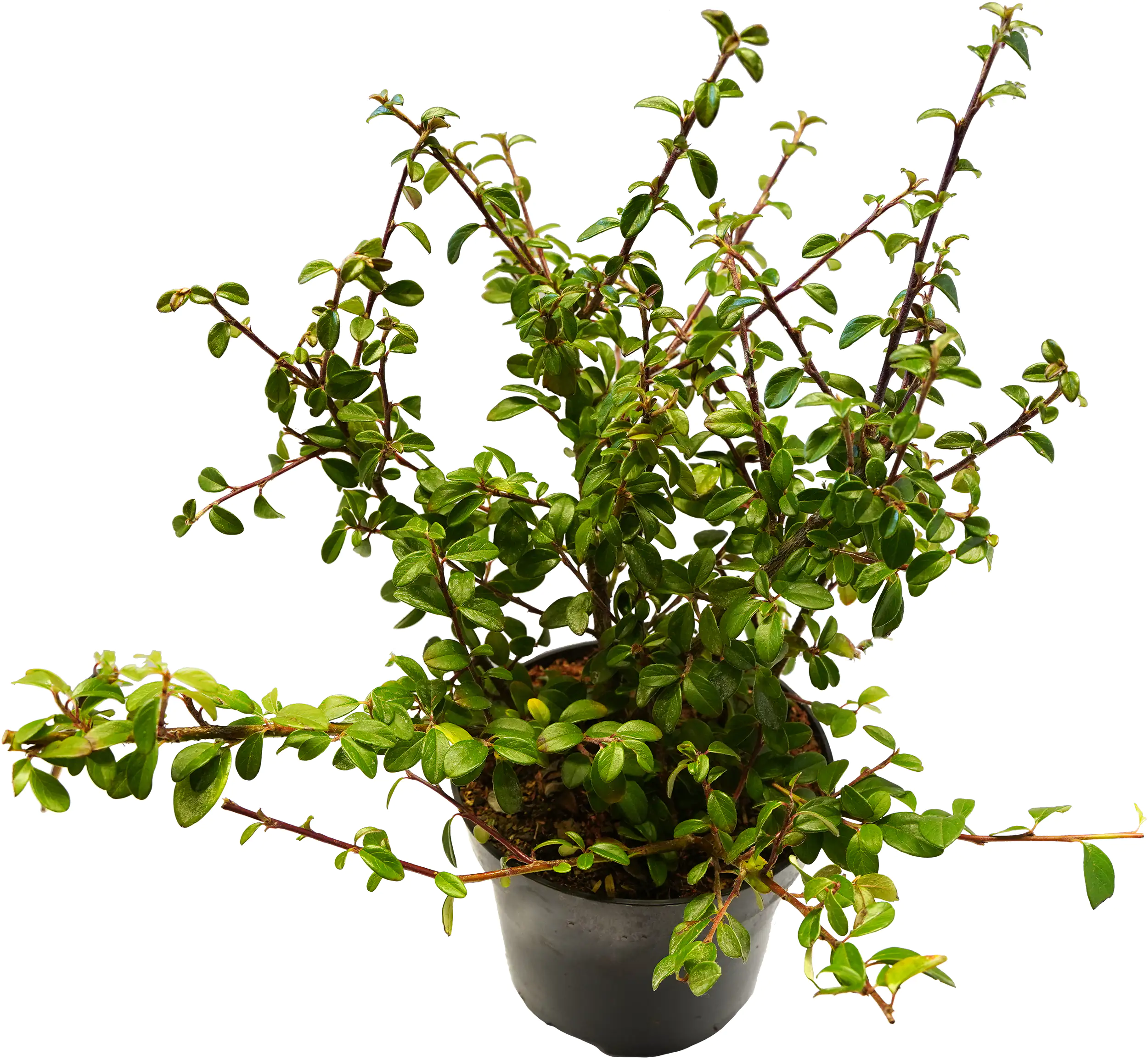 Kriechmispel Cotoneaster H 20 - 30 cm 12 cm Topf