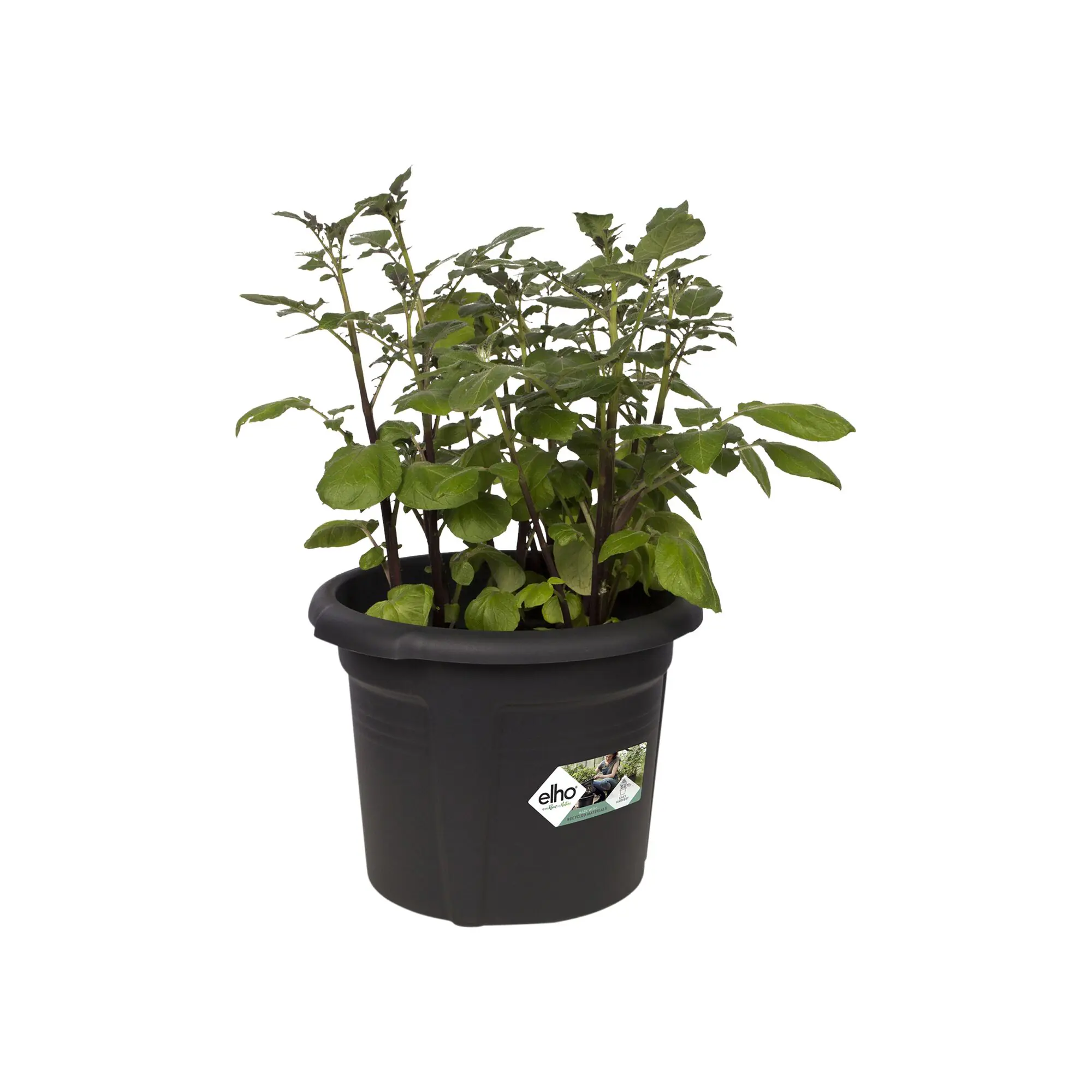 Elho Kartoffeltopf Green Basics Kunststoff schwarz Ø 32 x 26 cm
