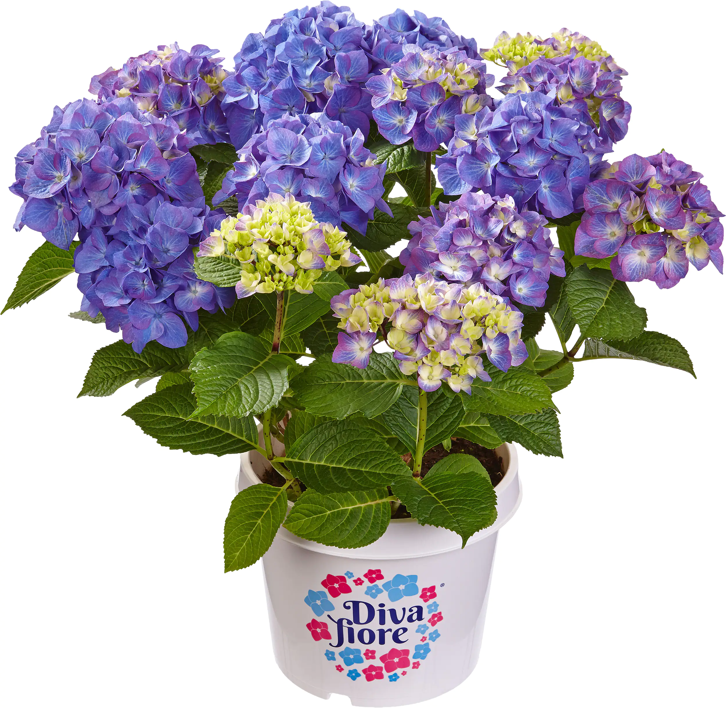 Gartenhortensie Hydrangea mac. Diva Fiore H ca. 30 cm 23 cm Topf