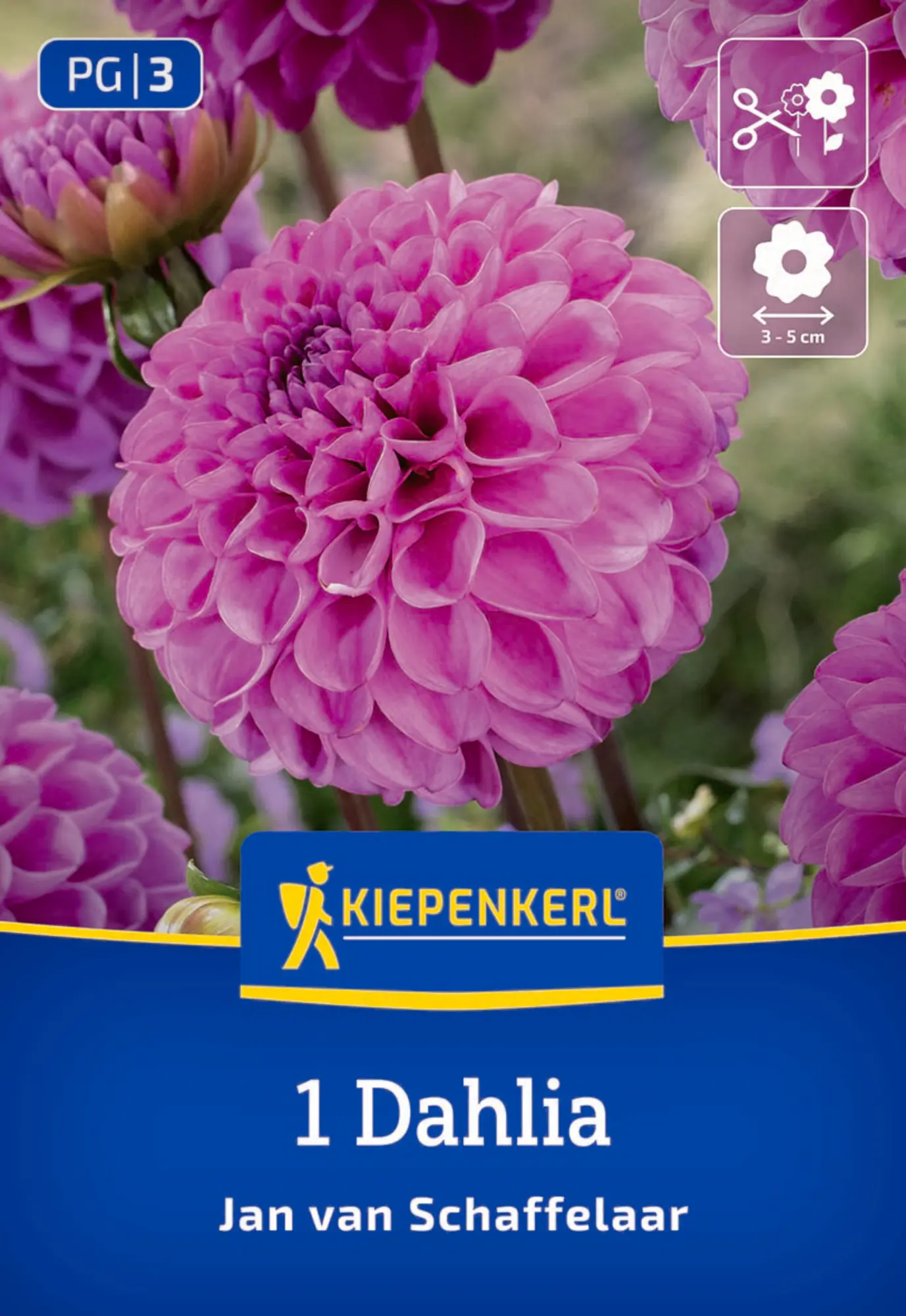 Kiepenkerl Frühjahrsblumenzwiebel Pompon-Dahlie Jan van Schaffelaar 1 Stück
